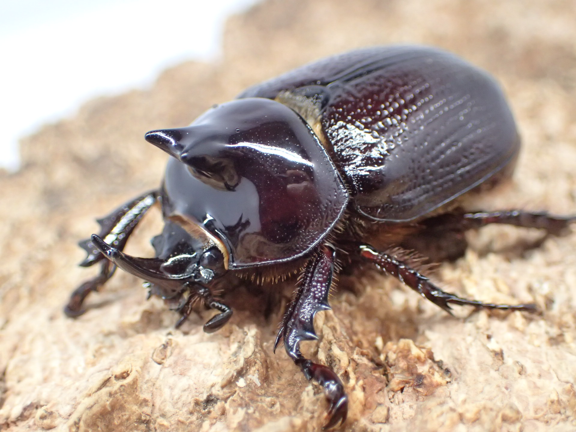バラタスサスマタサイカブト幼虫　3頭セット