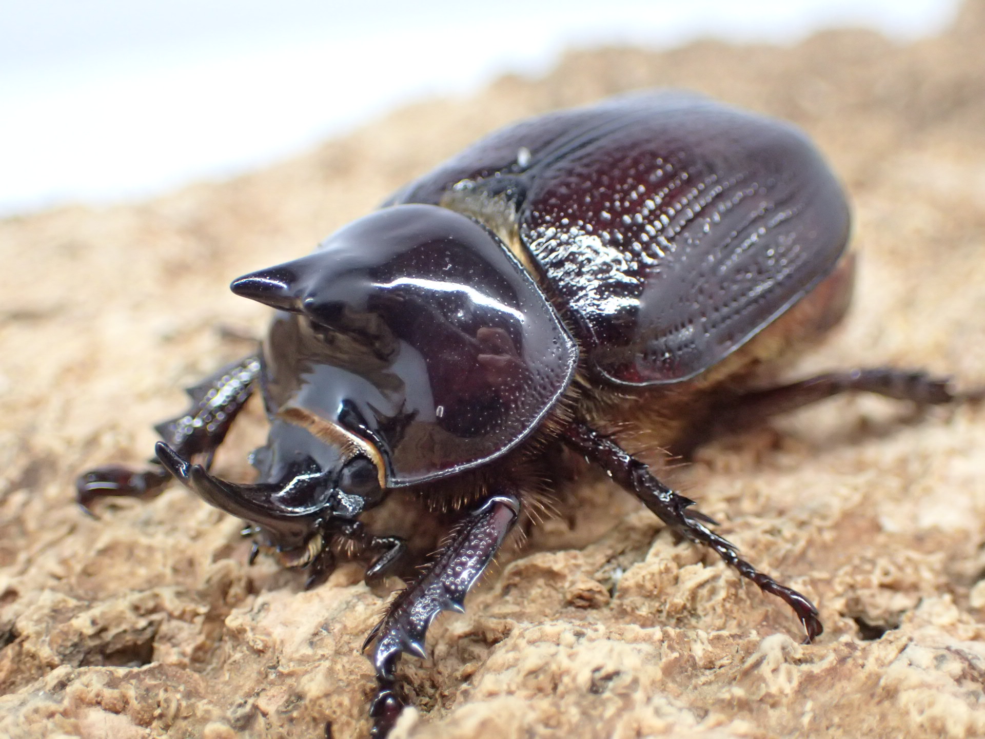 バラタスサスマタサイカブト　ペア