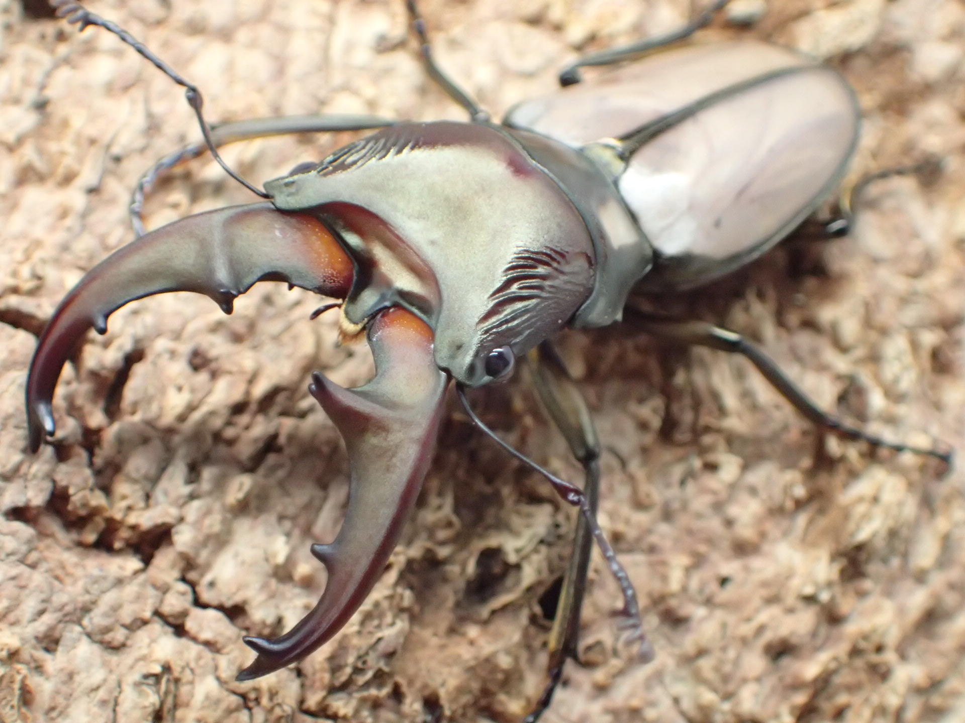 むしやどんぐり / 外国産クワガタ成虫