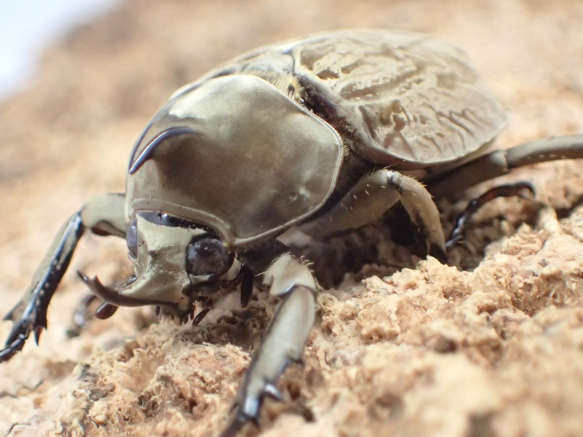 グランディスビロードヒナカブト(グランディスコフキカブト)　ペア
