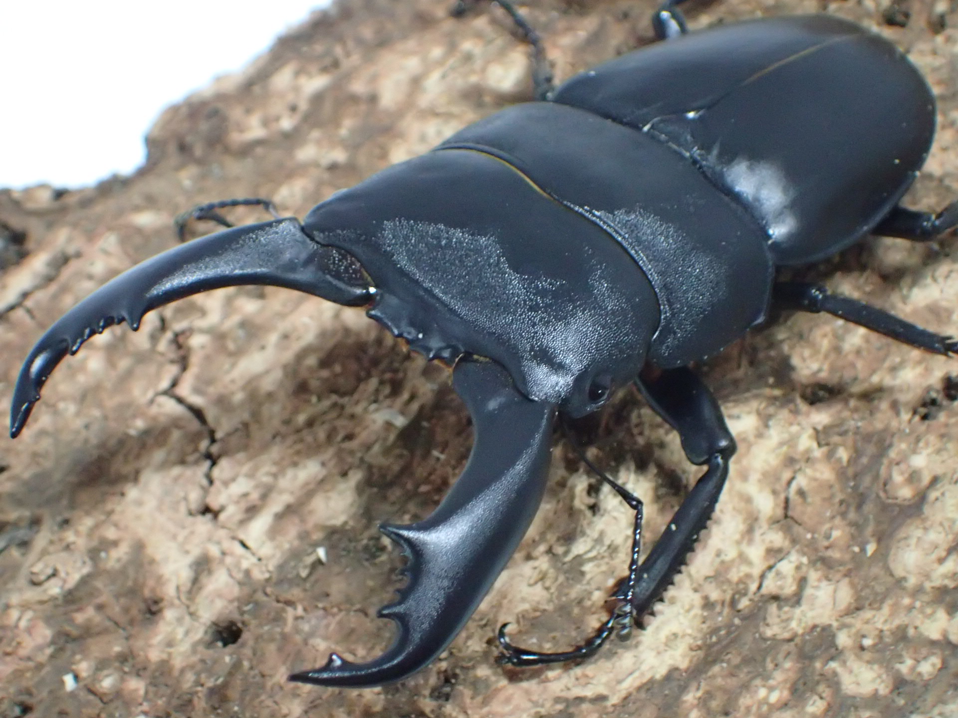 テイオウヒラタクワガタ　ペア