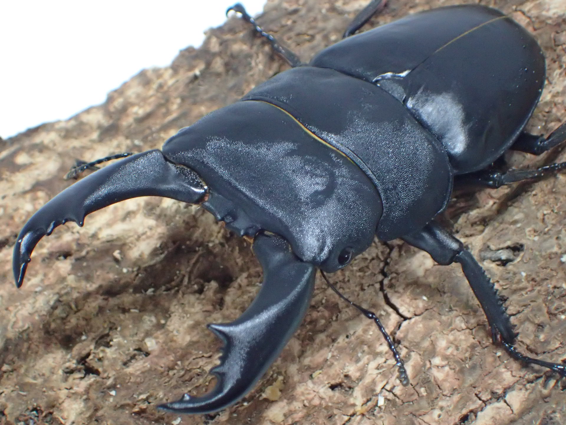 テイオウヒラタクワガタ　ペア