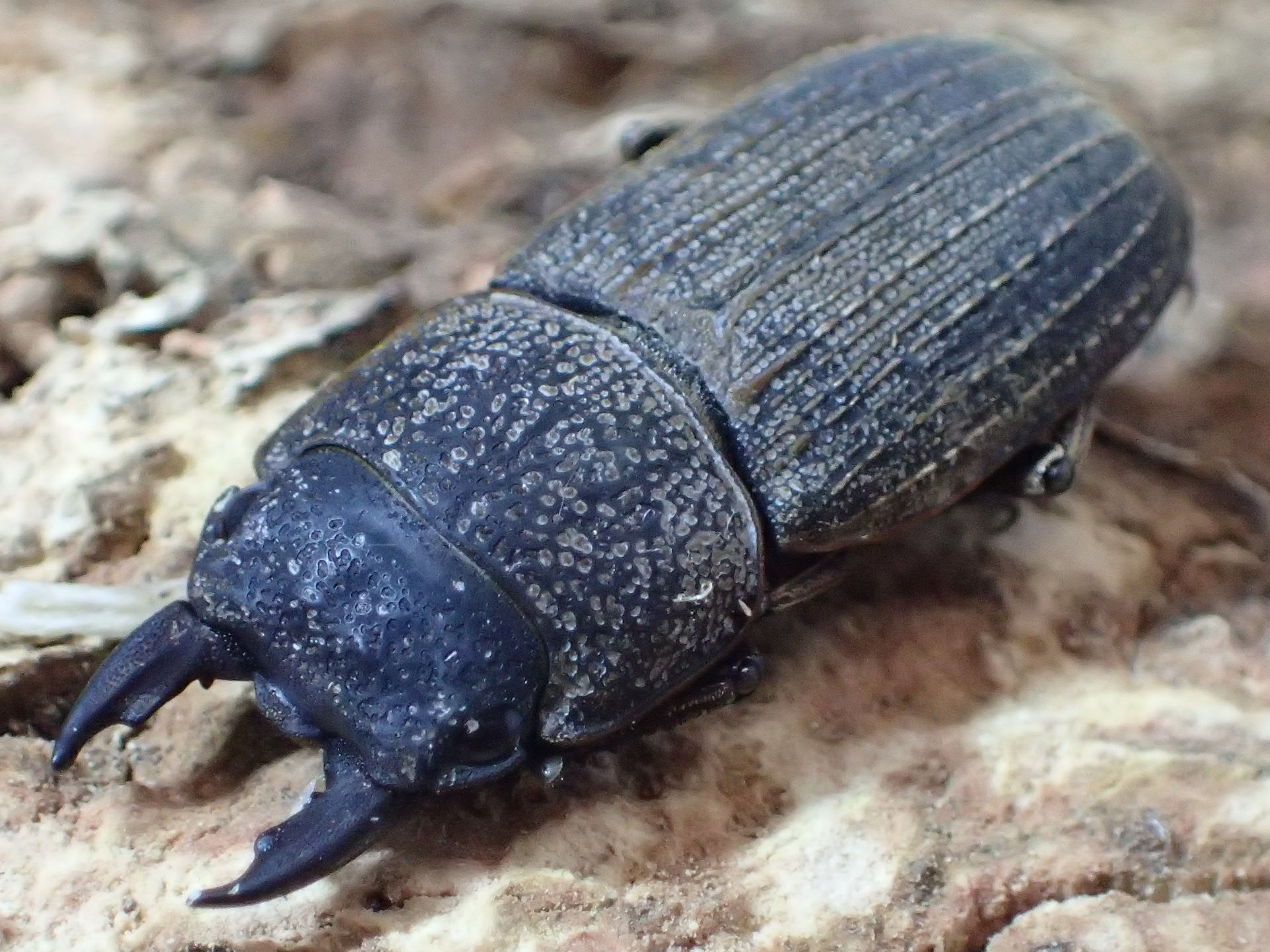 カリヌラートゥスサビクワガタ(セスジサビクワガタ)　ペア