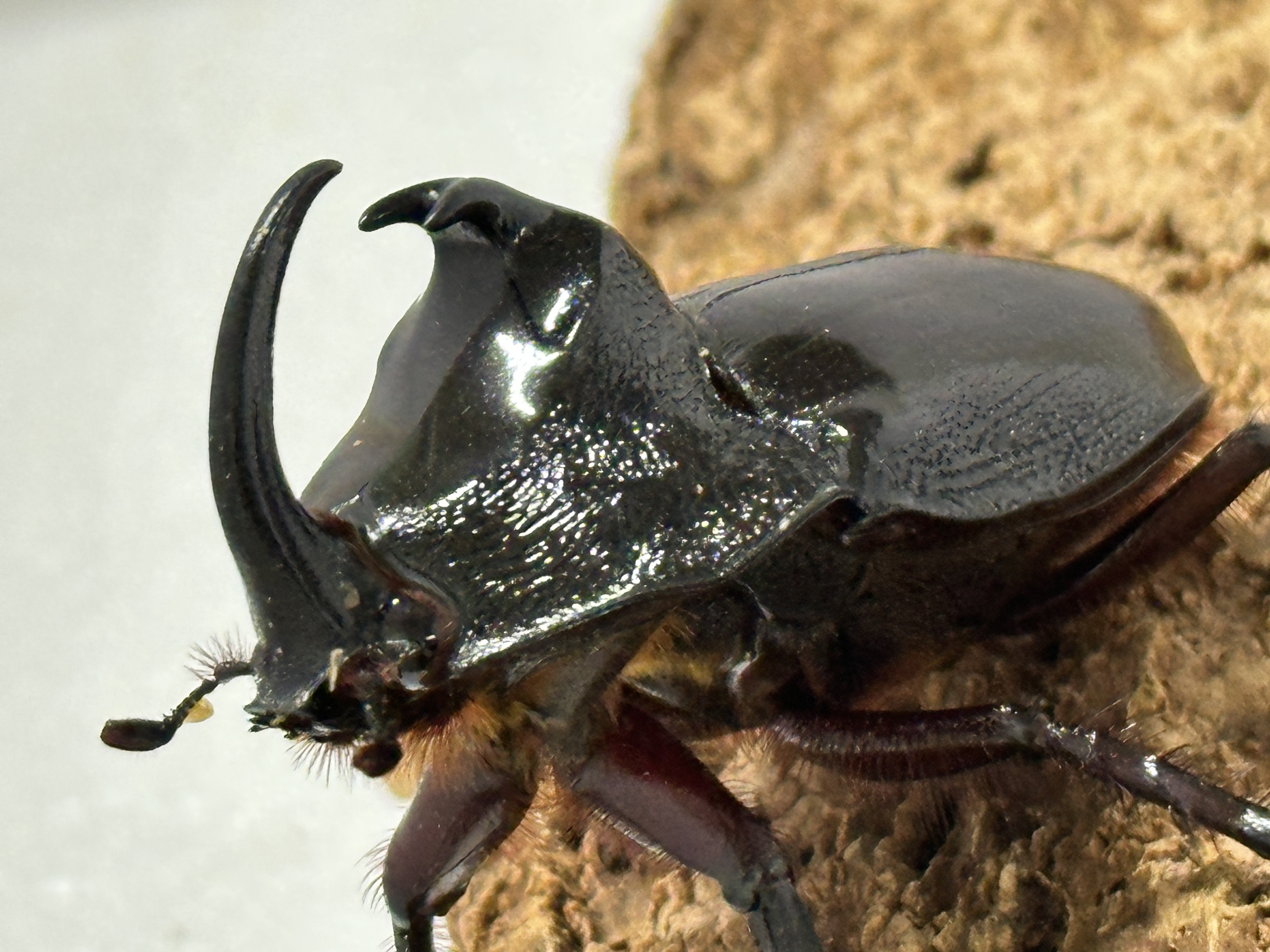 【WF1】パンカブト(パンヒラタサイカブト)幼虫