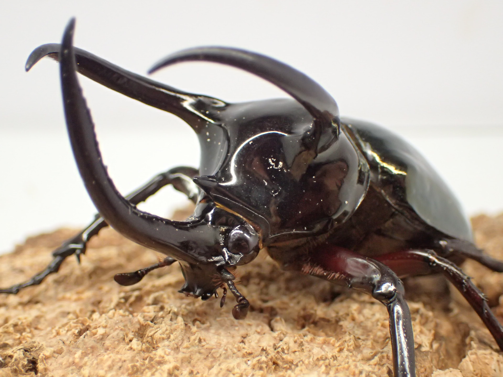 【WD】アトラスオオカブト(原名亜種)　ペア