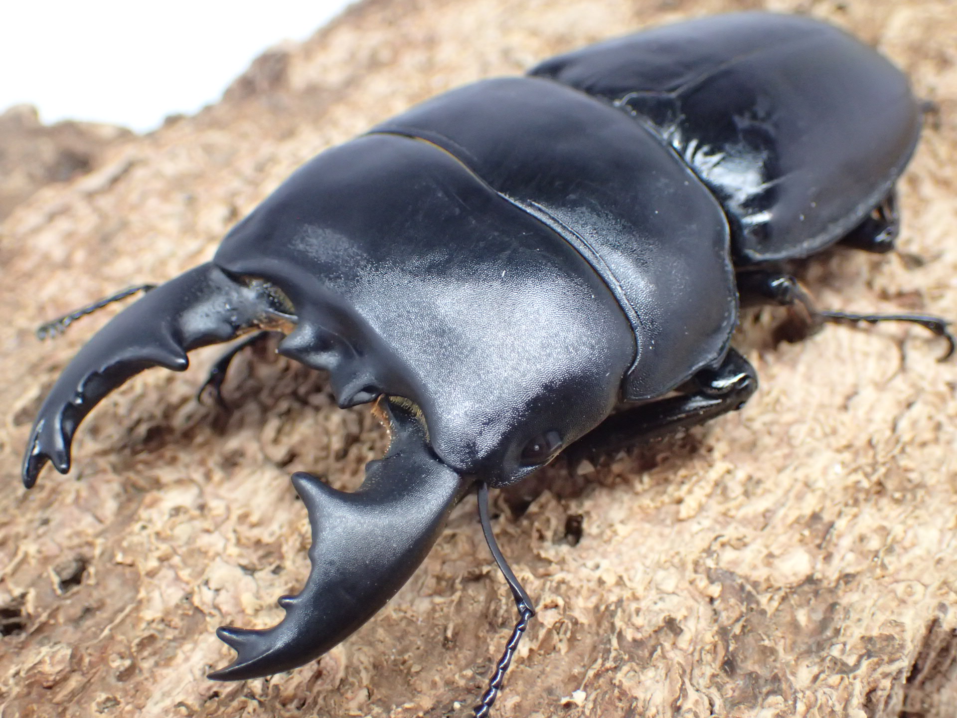 【WD】アルキデスヒラタクワガタ　ペア