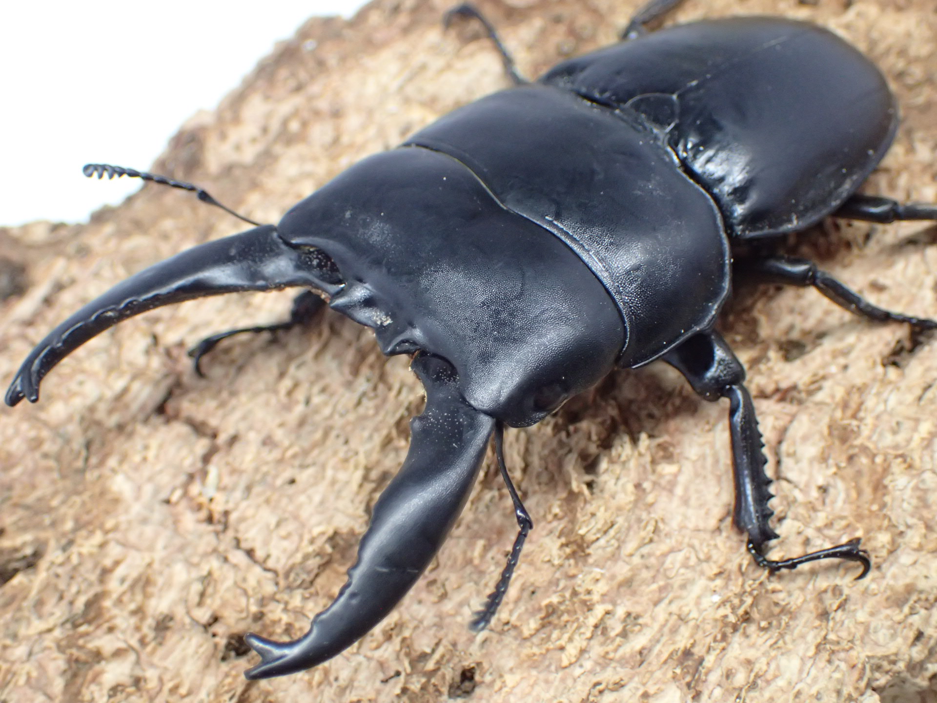 むしやどんぐり / 外国産クワガタ成虫