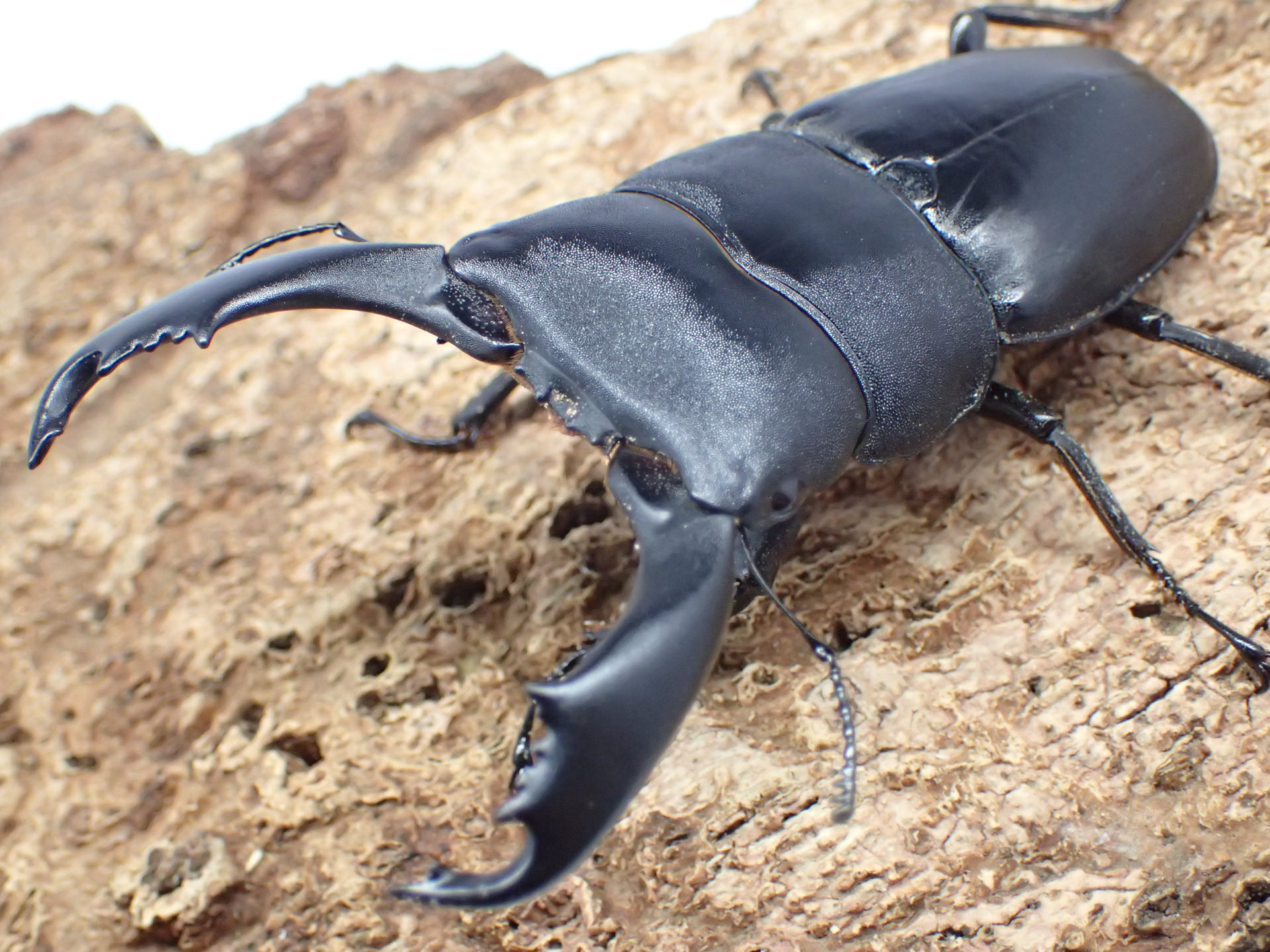 むしやどんぐり / 外国産クワガタ成虫