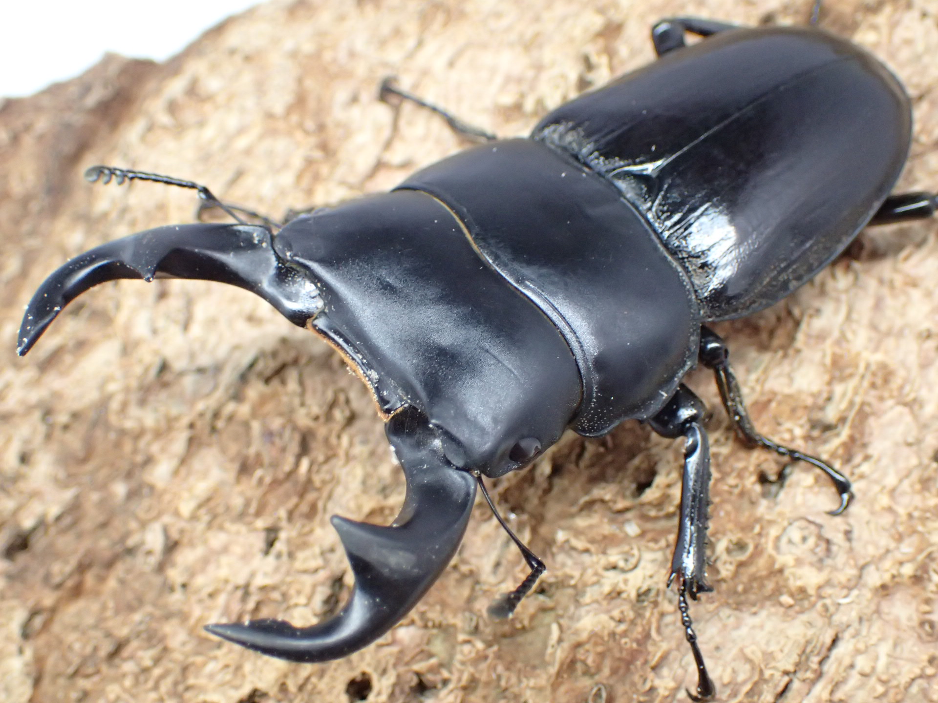 【WD】パリーオオクワガタ(原名亜種)　ペア