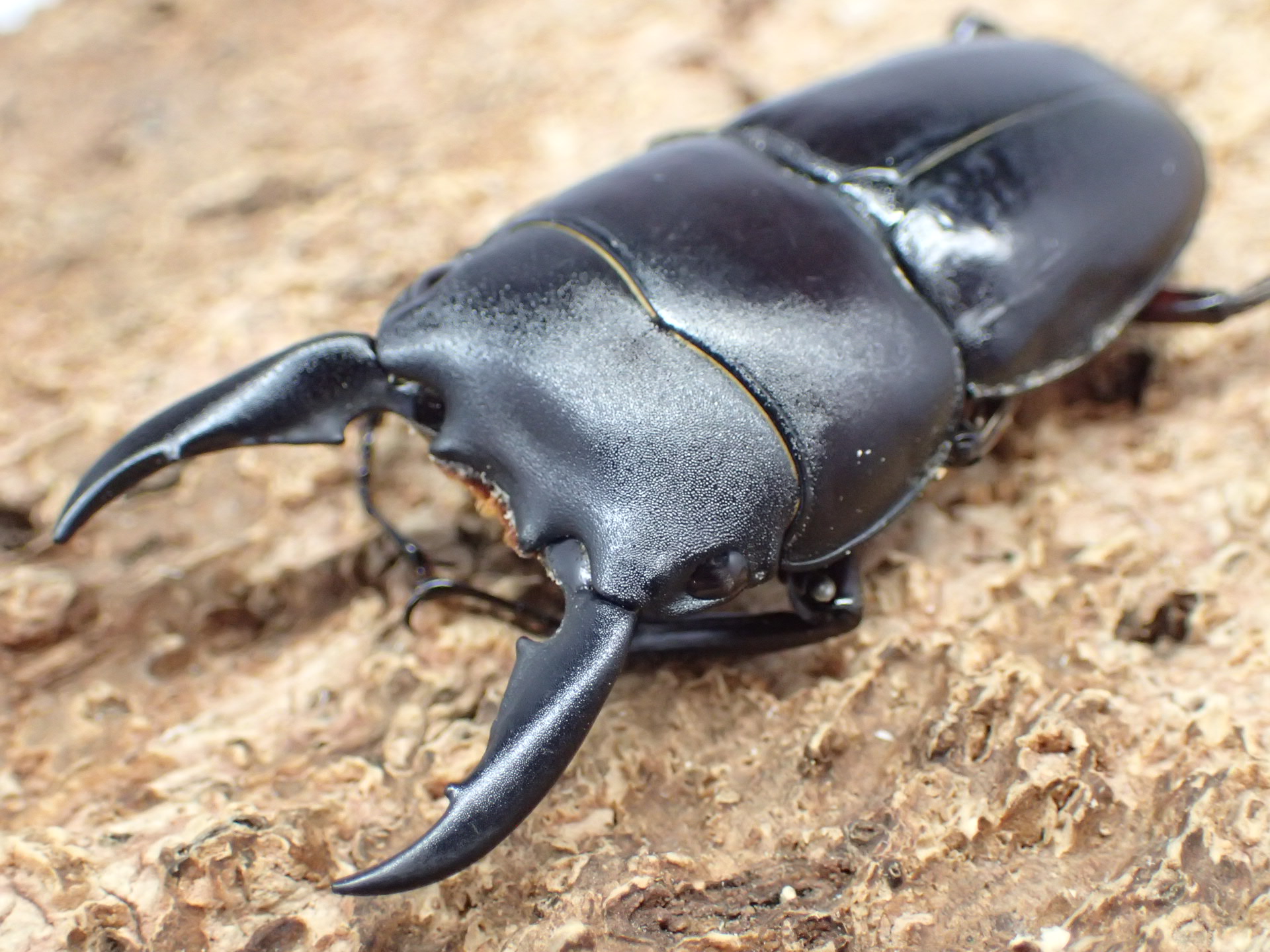 【WD】テルナテヒラタクワガタ　ペア