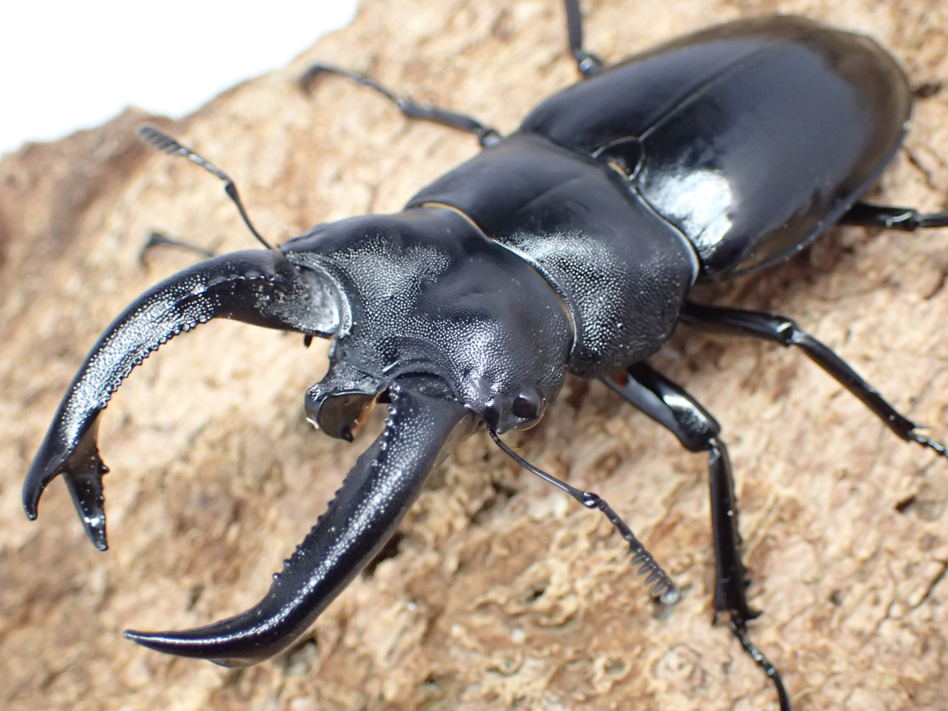 【WD】ブケットフタマタクワガタ　ペア