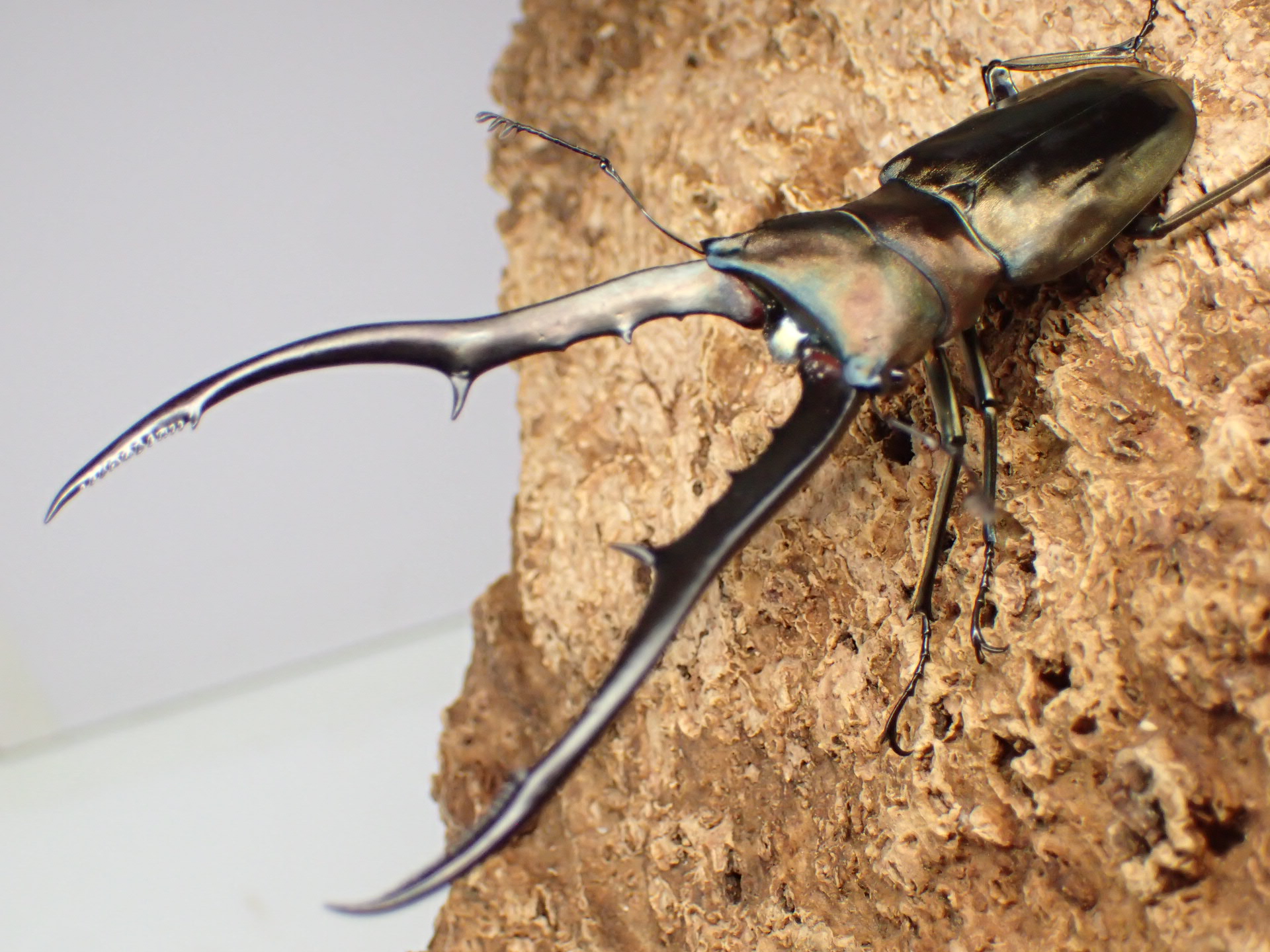 【WD】メタリフェルホソアカクワガタ(finae)　ペア