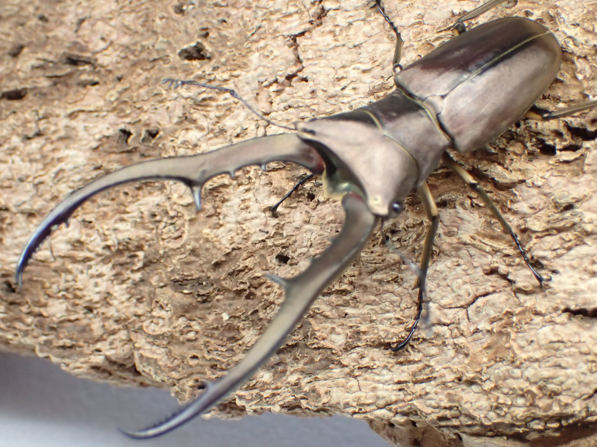 【WD】メタリフェルホソアカクワガタ(原名亜種)　ペア