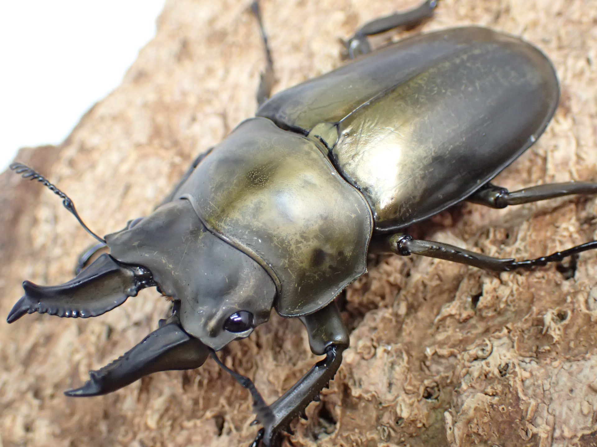 むしやどんぐり / 外国産クワガタ成虫
