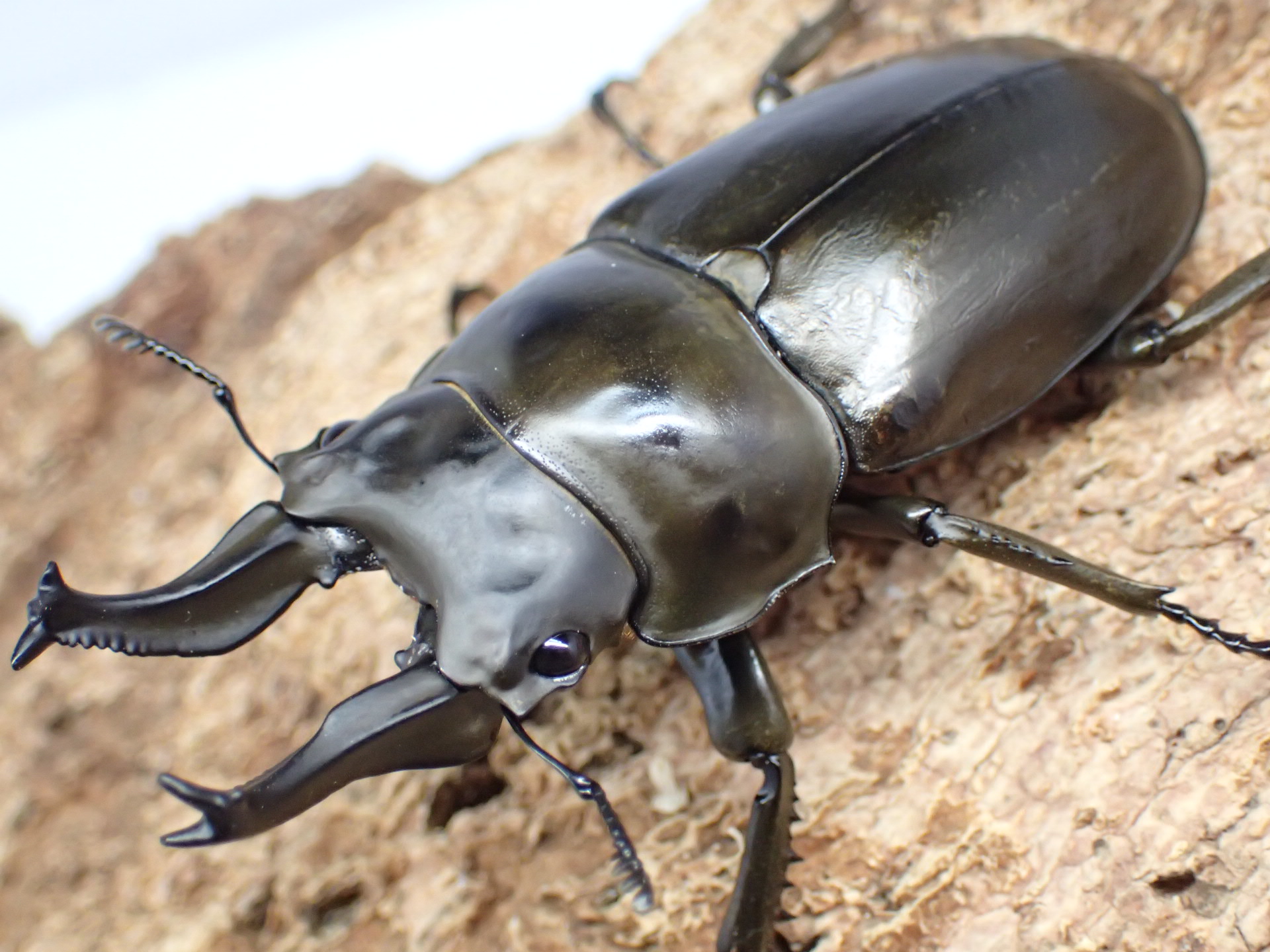 【WD】ローゼンベルグオウゴンオニクワガタ　ペア