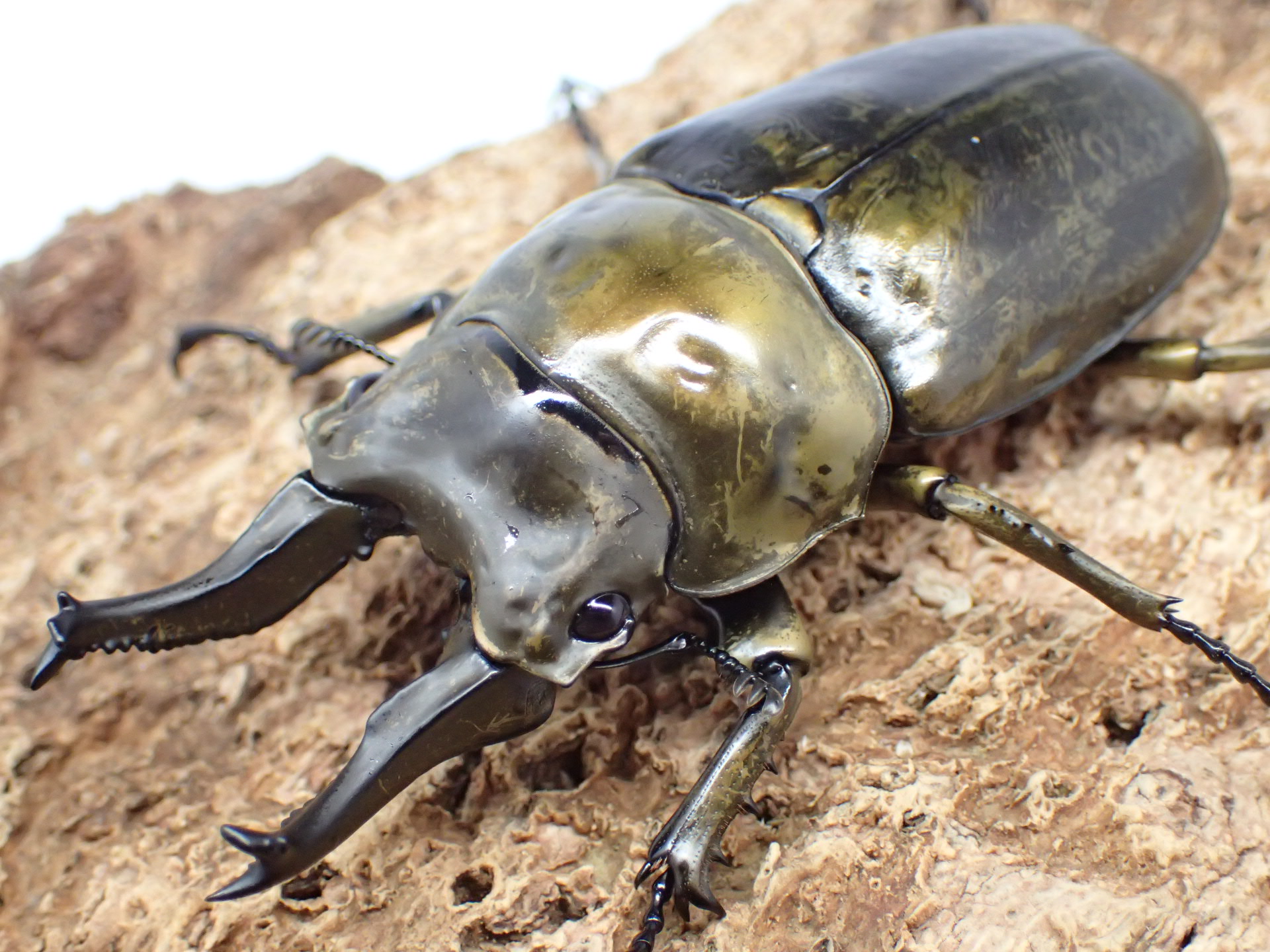 【WD】ローゼンベルグオウゴンオニクワガタ　ペア