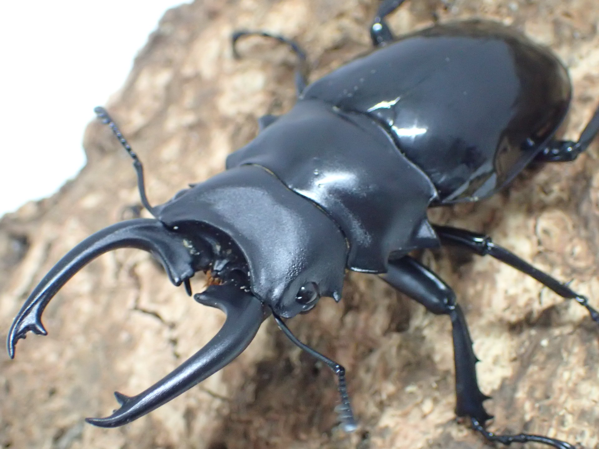 【WD】ダールマンツヤクワガタ(celebensis)　ペア