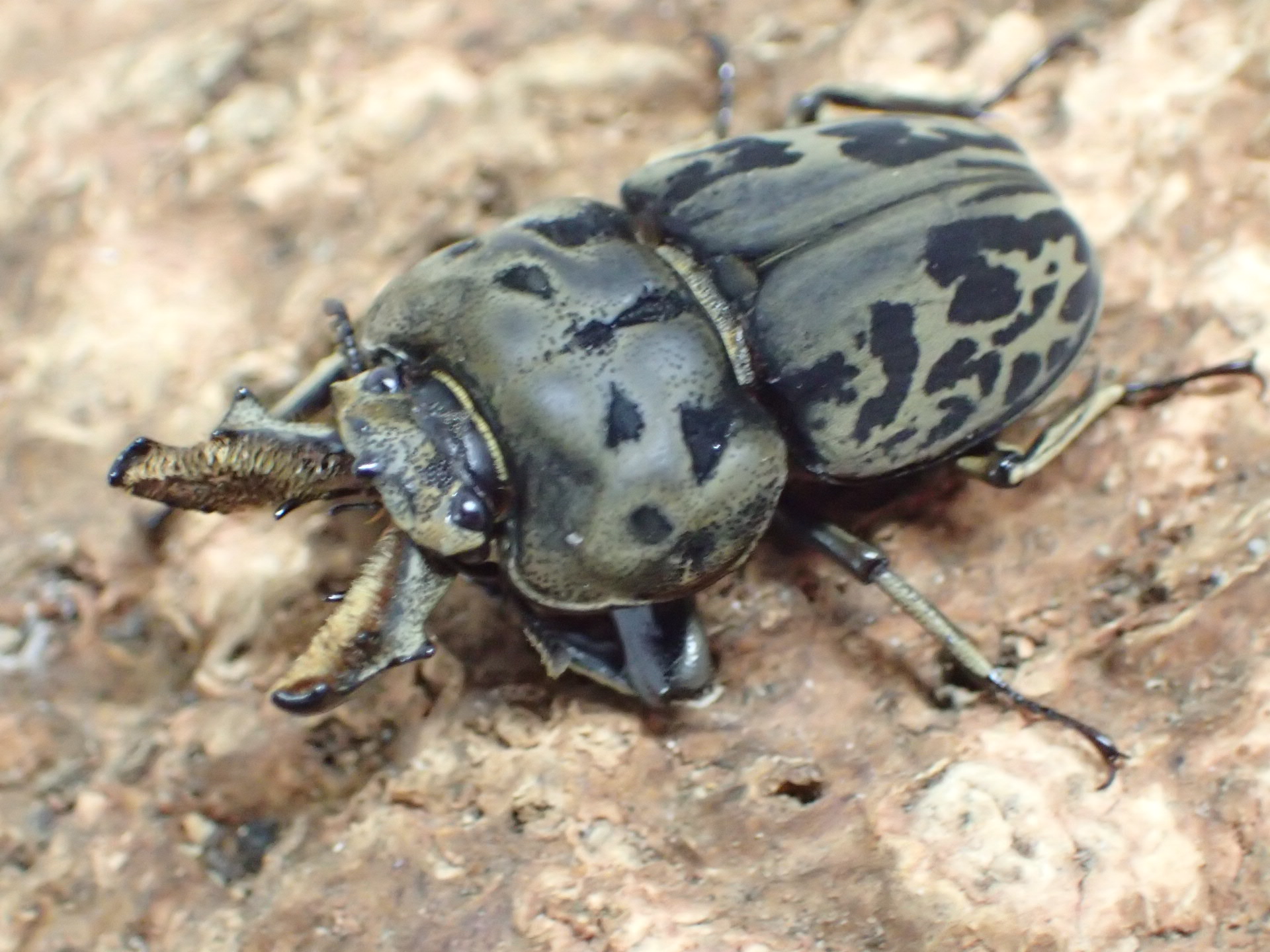 ムナコブクワガタ　ペア