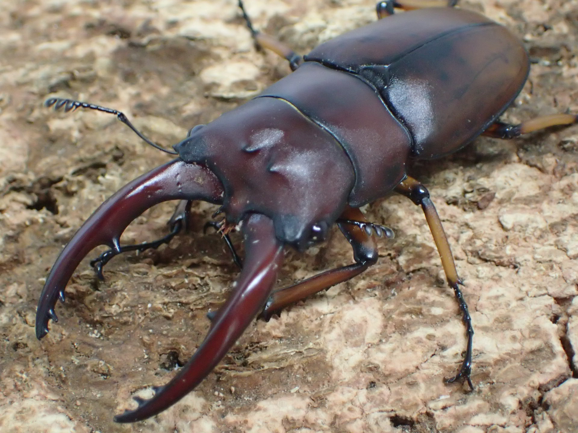 【WD】アスタコイデスノコギリクワガタ(pallidepennis)　ペア