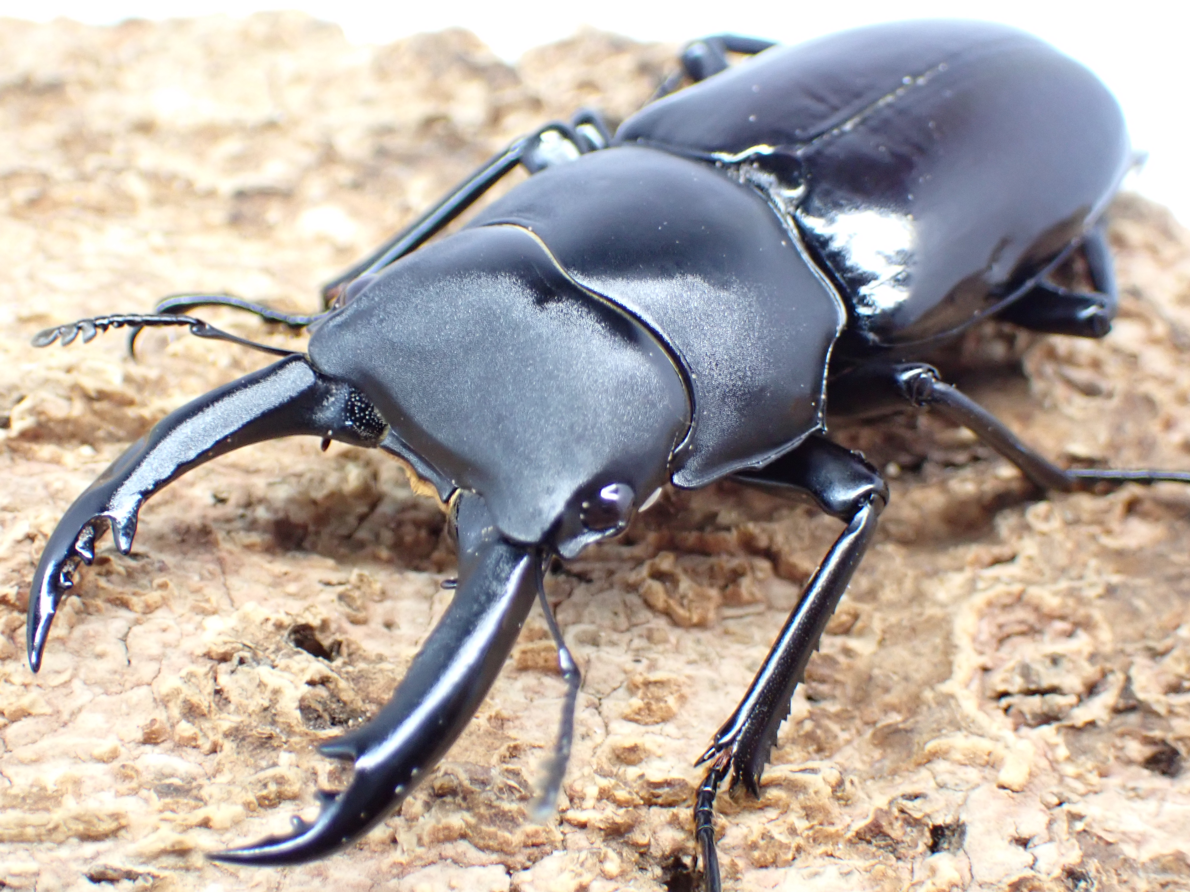 カチンコクワガタ　ペア