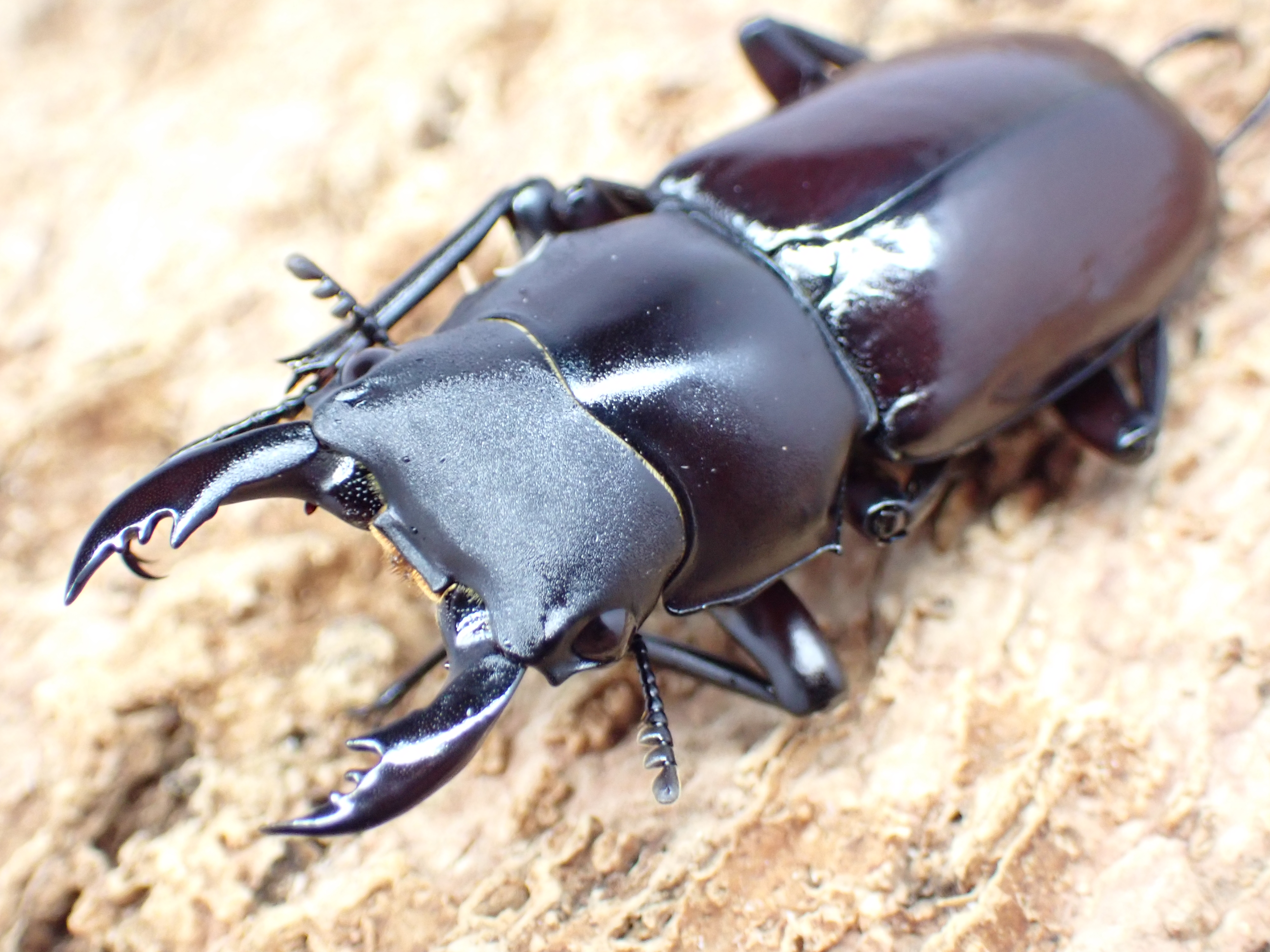 フキヌキコクワガタ　ペア