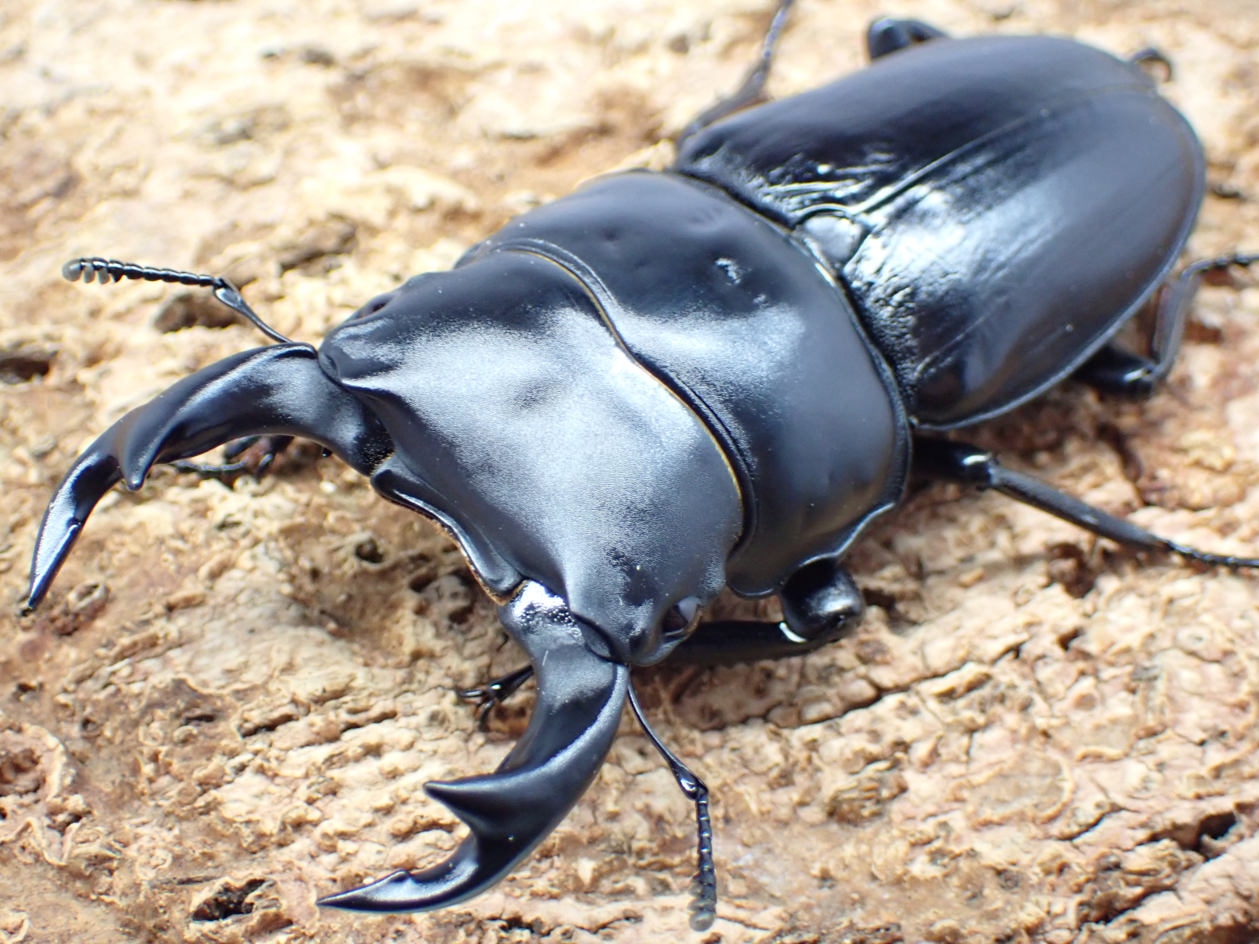 【WF1】国産オオクワガタ　ペア