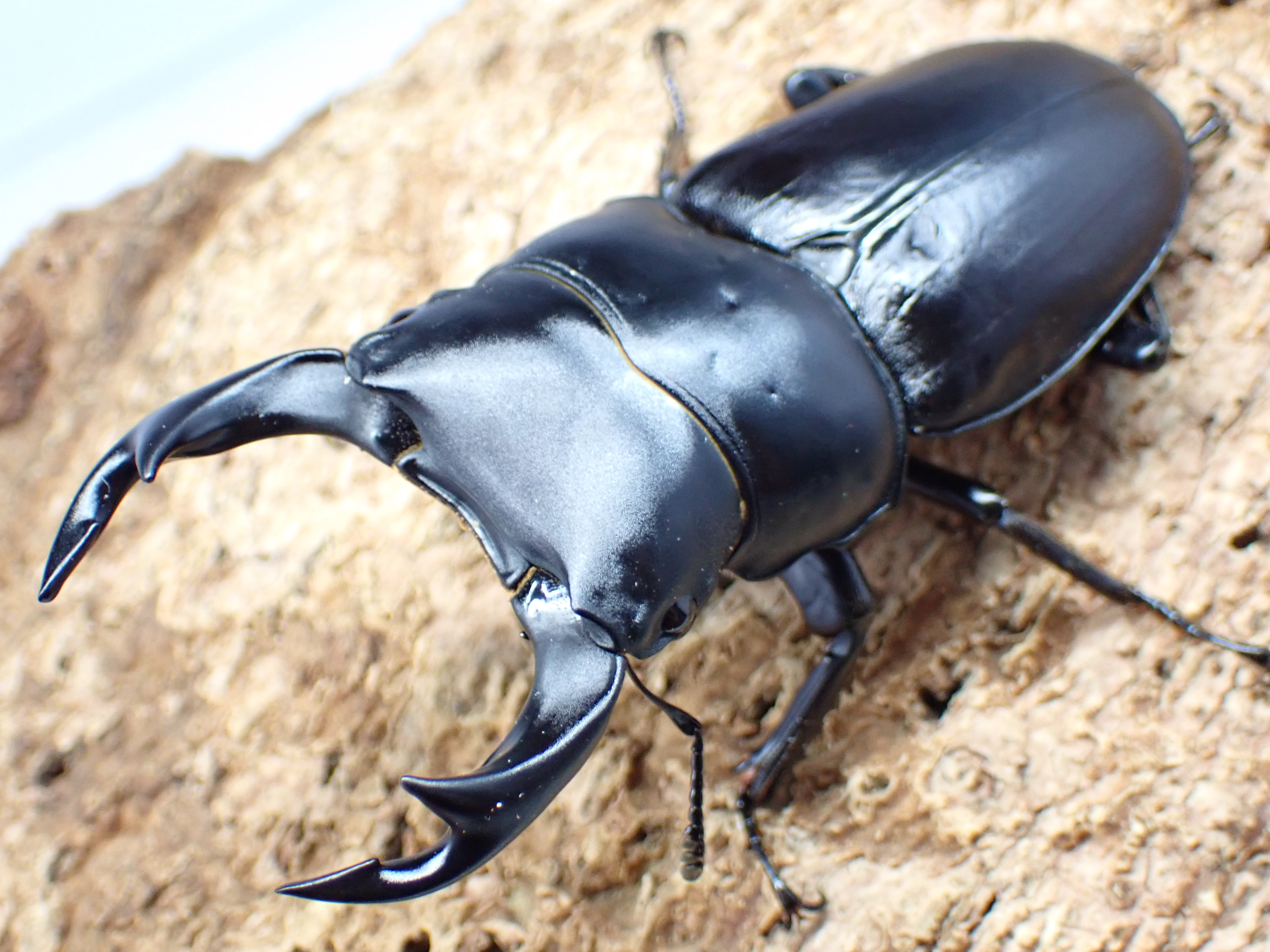 【WF1】国産オオクワガタ　ペア