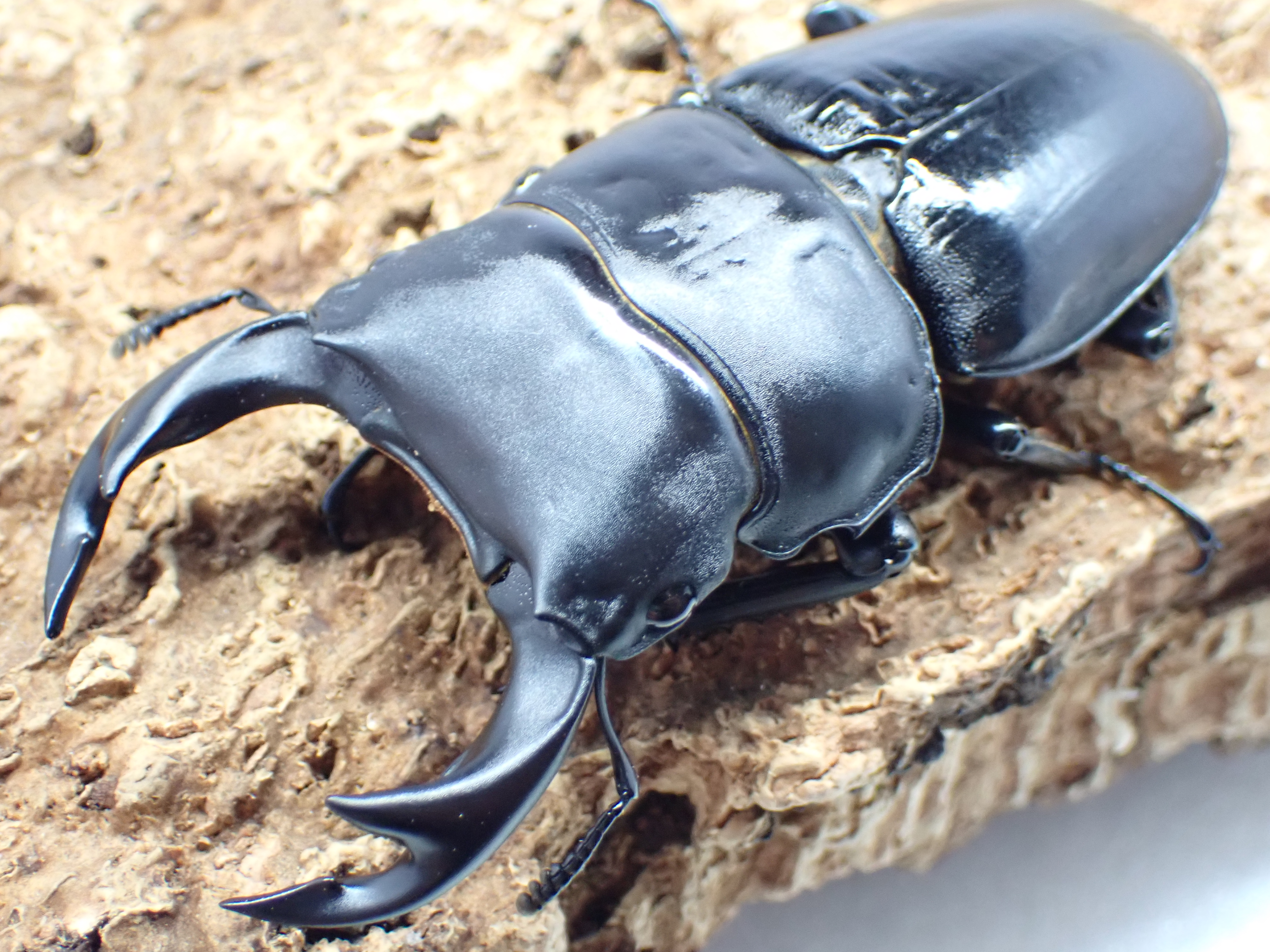 国産オオクワガタ　ペア