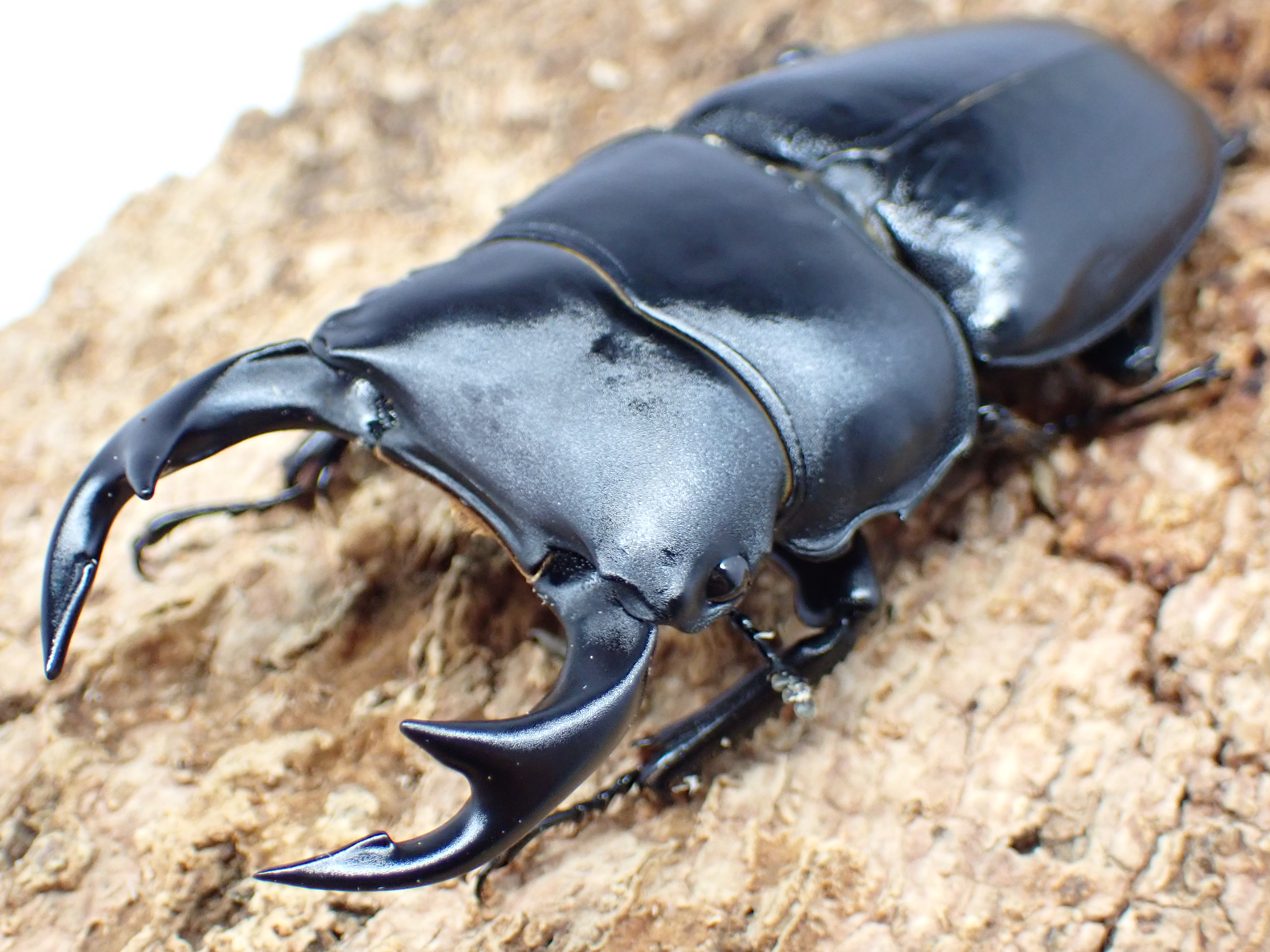 国産オオクワガタ　ペア