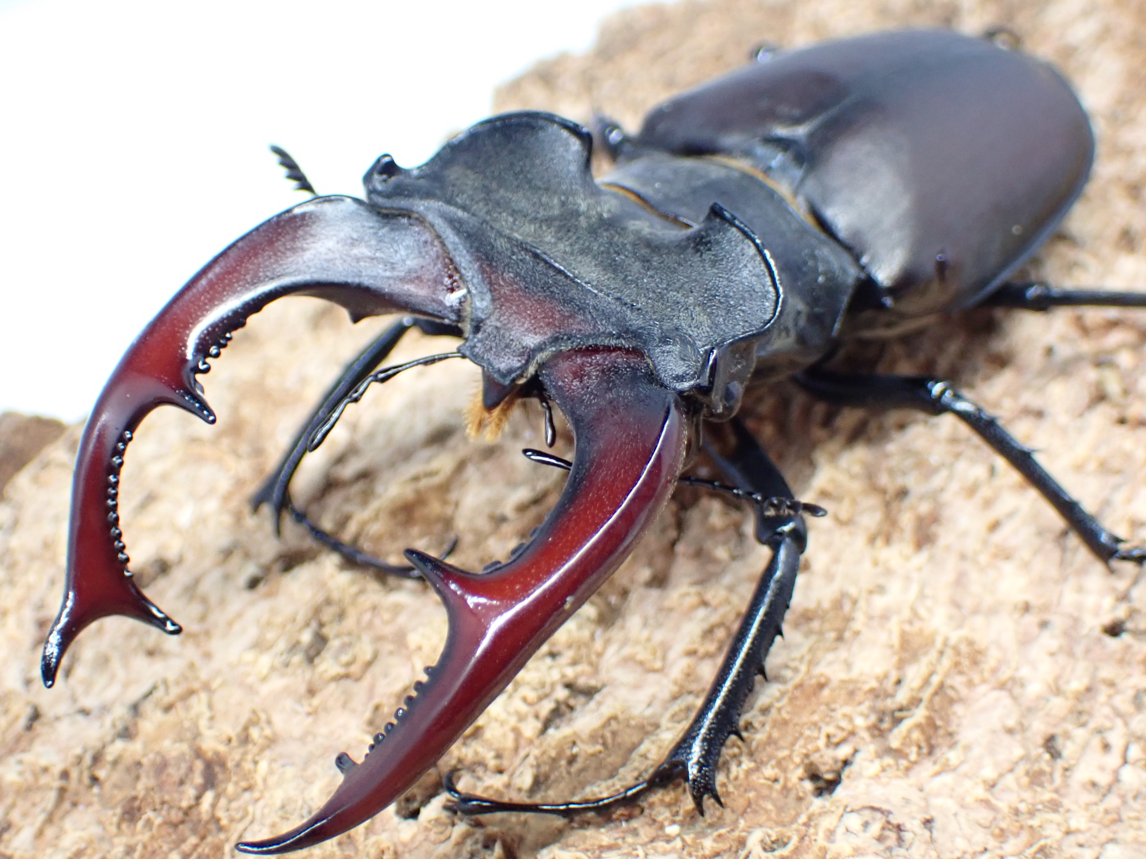 むしやどんぐり / 全商品