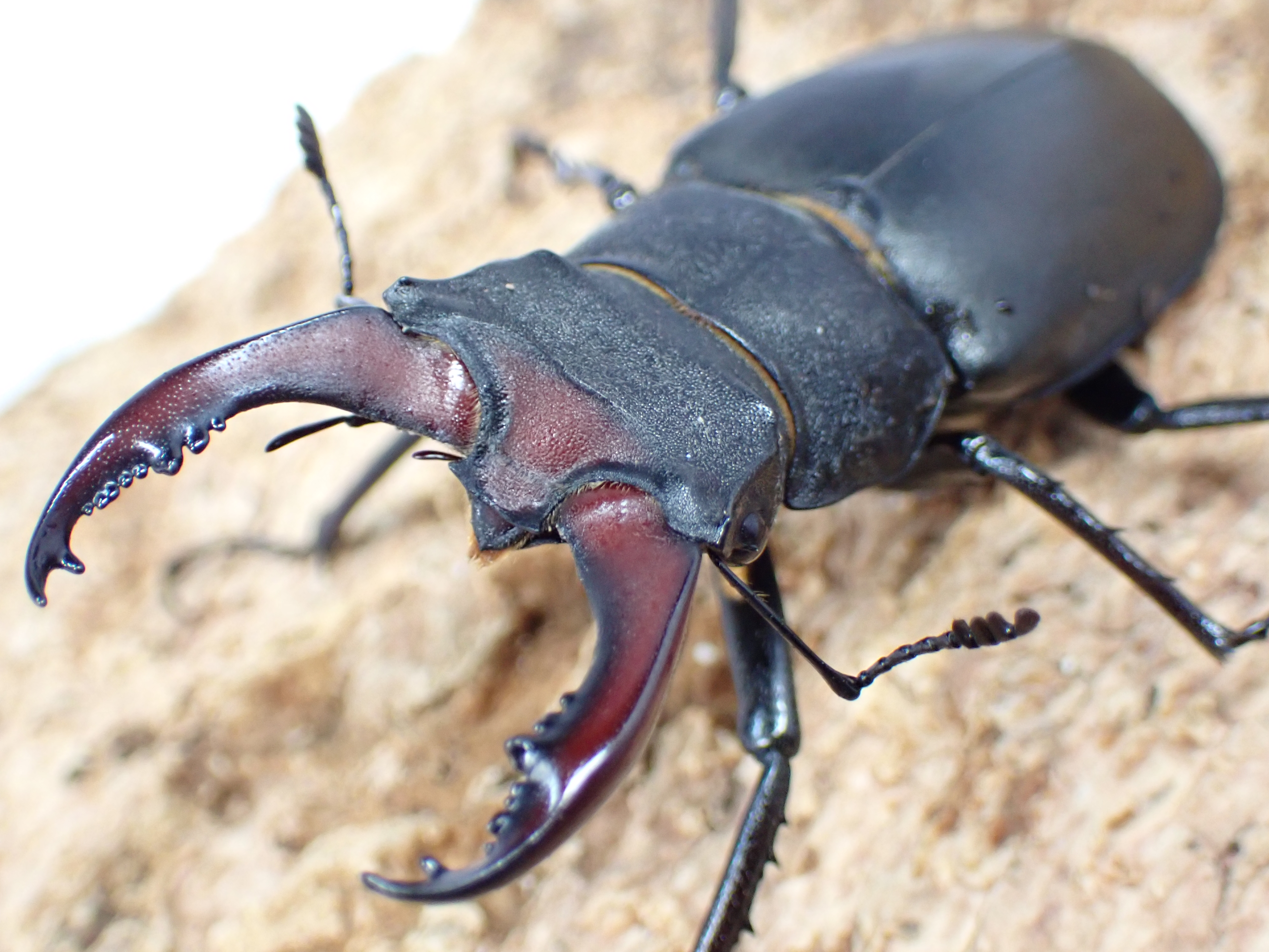 【ギリシャ産】ヨーロッパミヤマクワガタ(ケルブス)　ペア