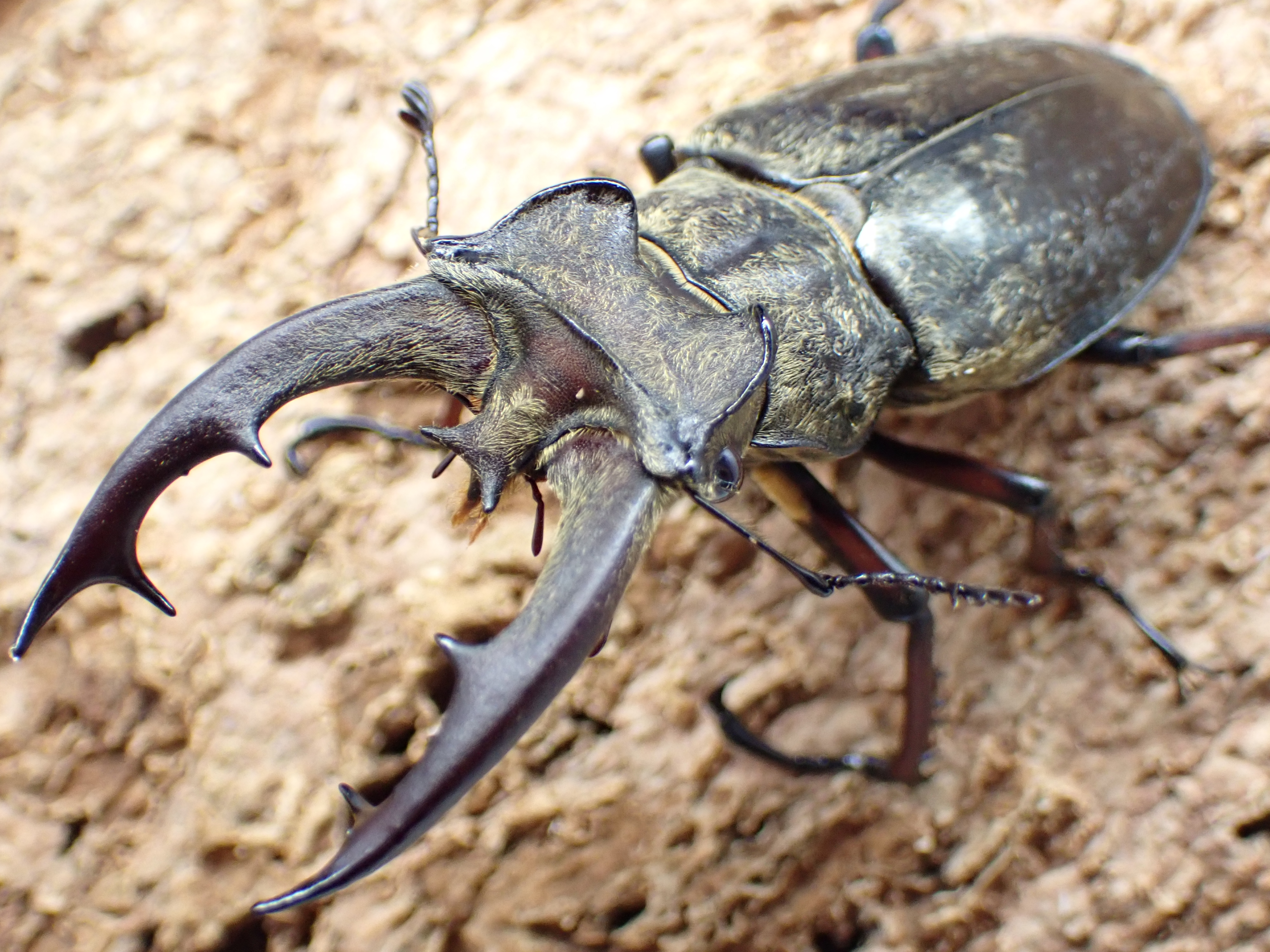 むしやどんぐり / 全商品