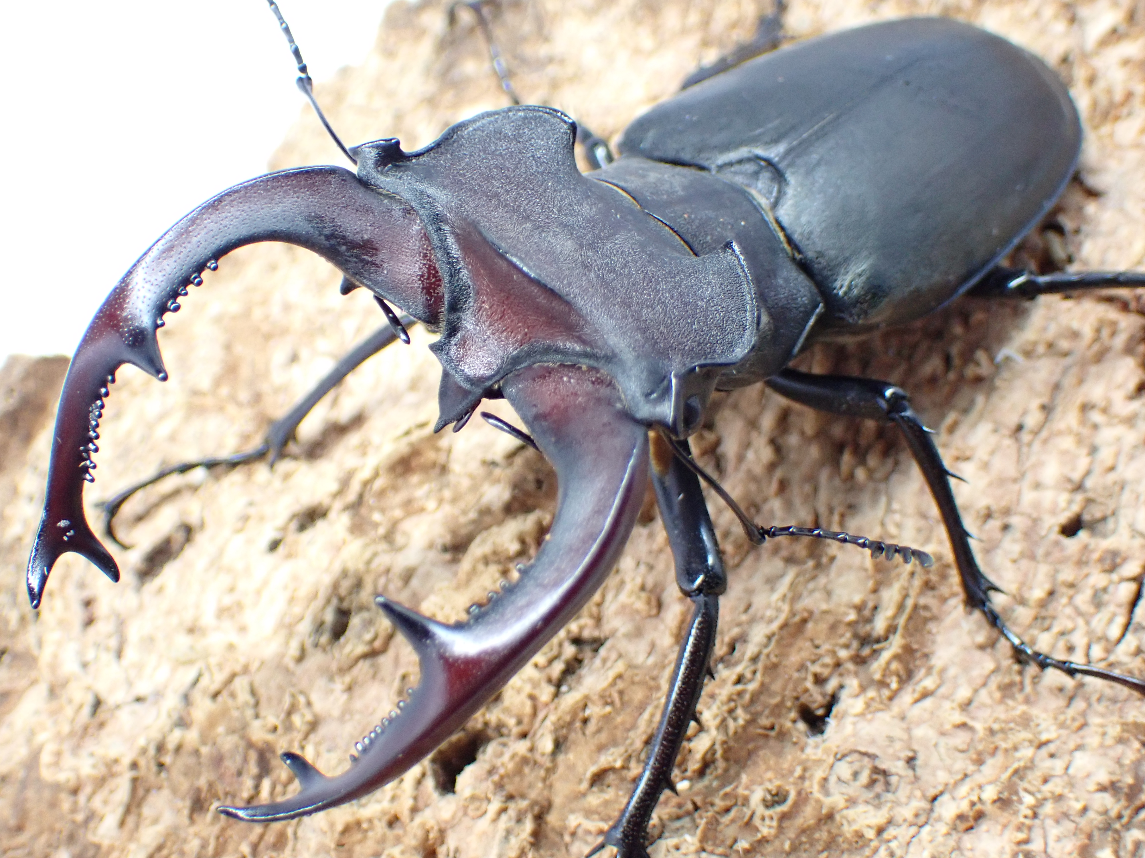 ユダイクスミヤマクワガタ　ペア