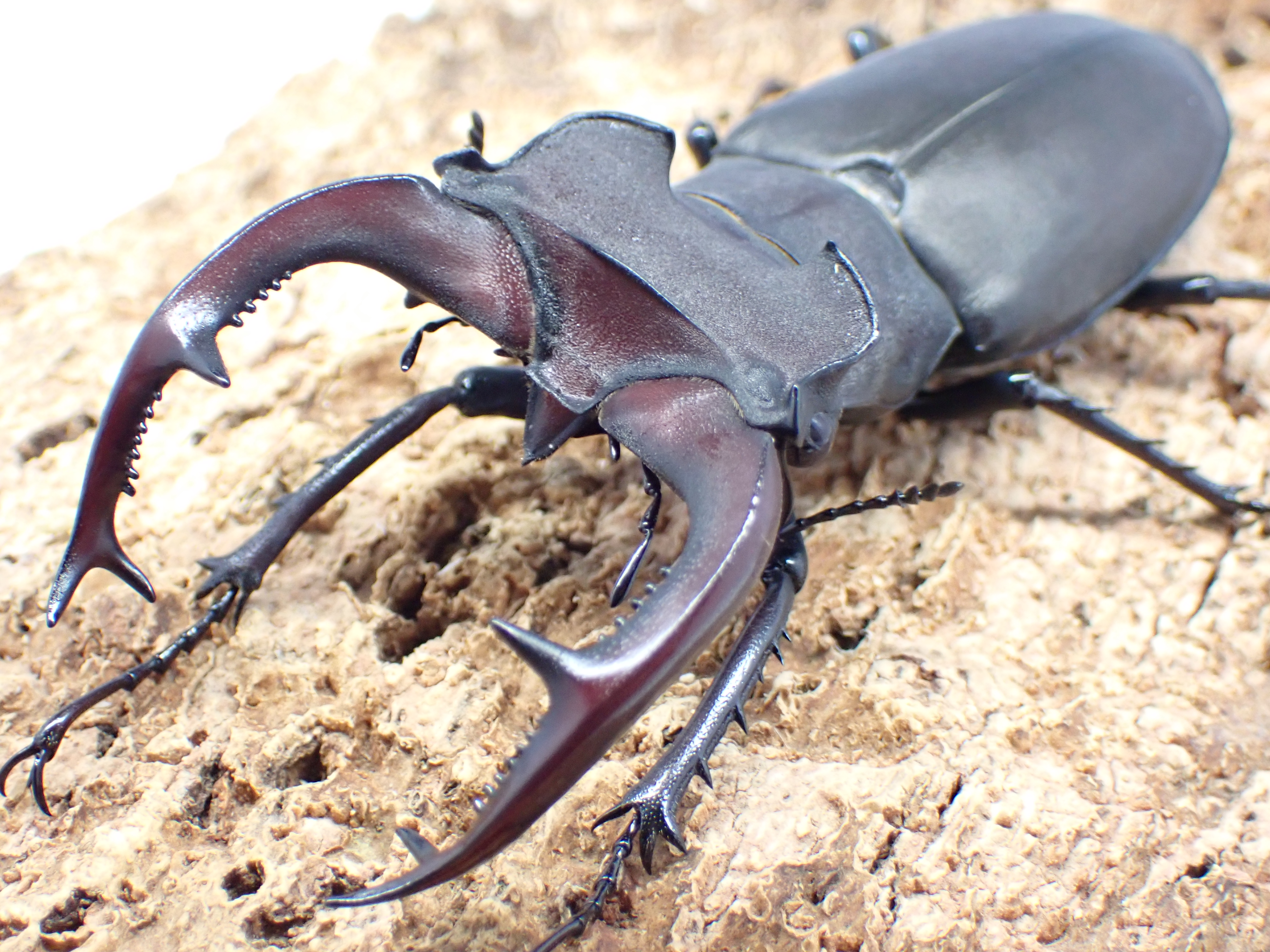 ユダイクスミヤマクワガタ　ペア