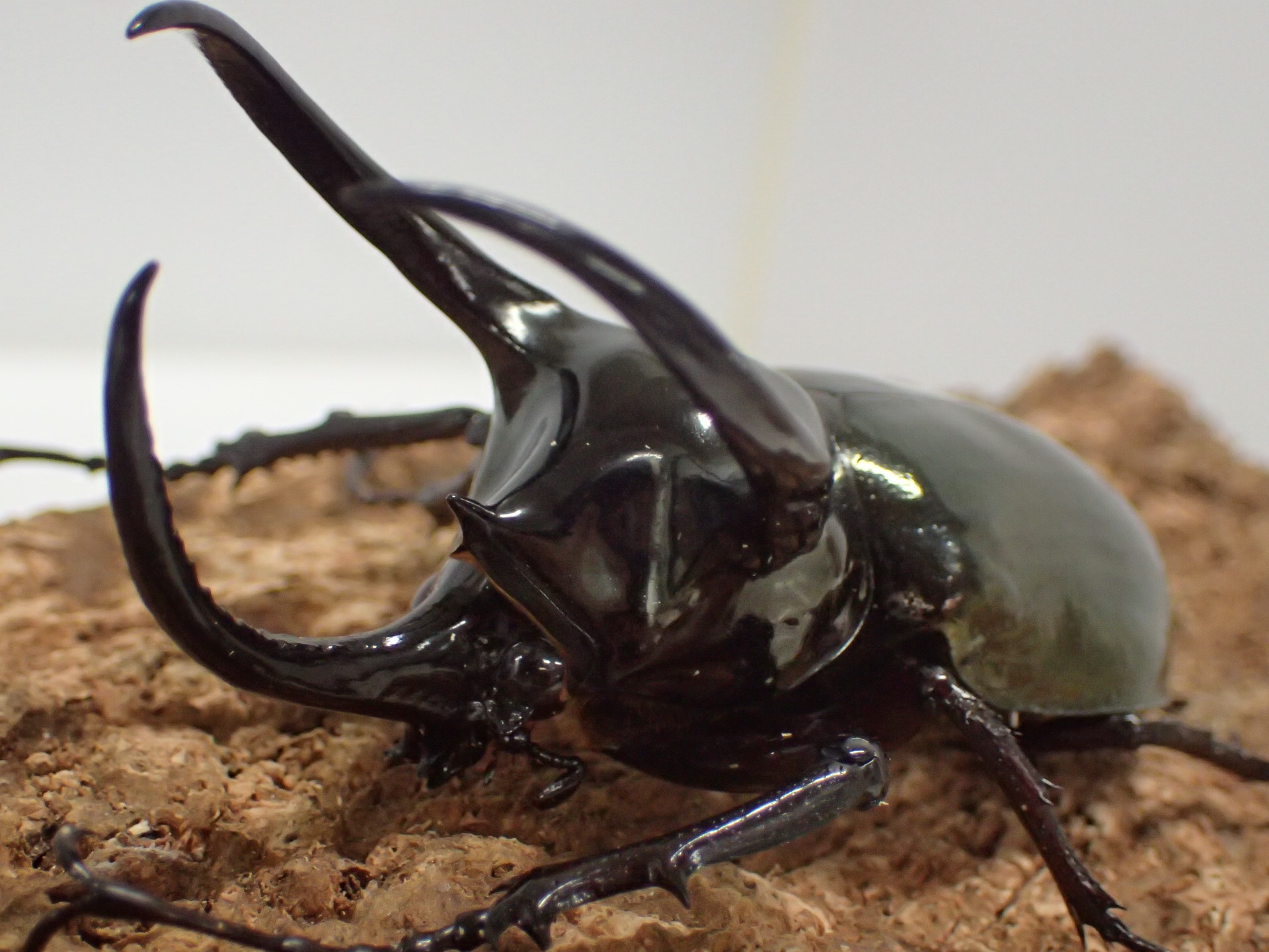 【WD】アトラスオオカブト原名亜種　ペア