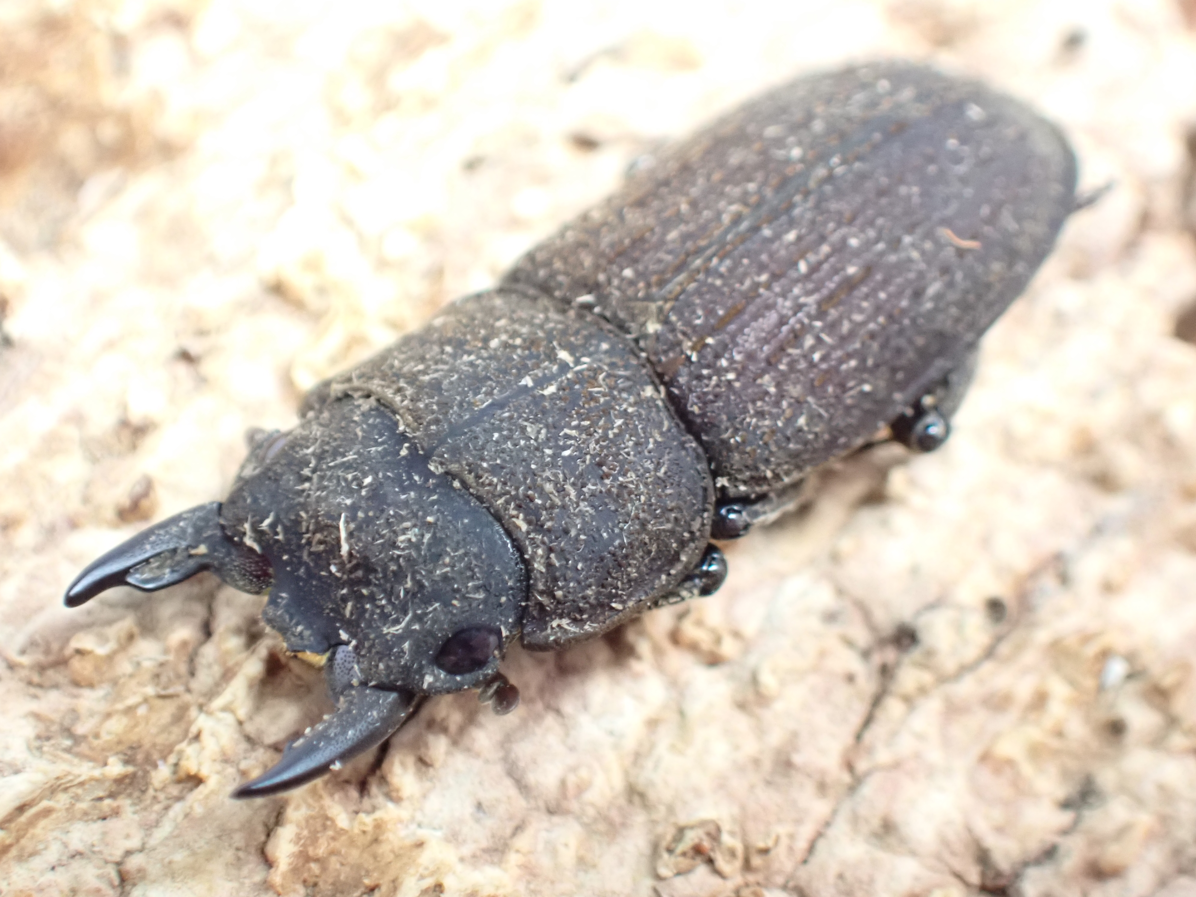 ヤマトサビクワガタ　ペア