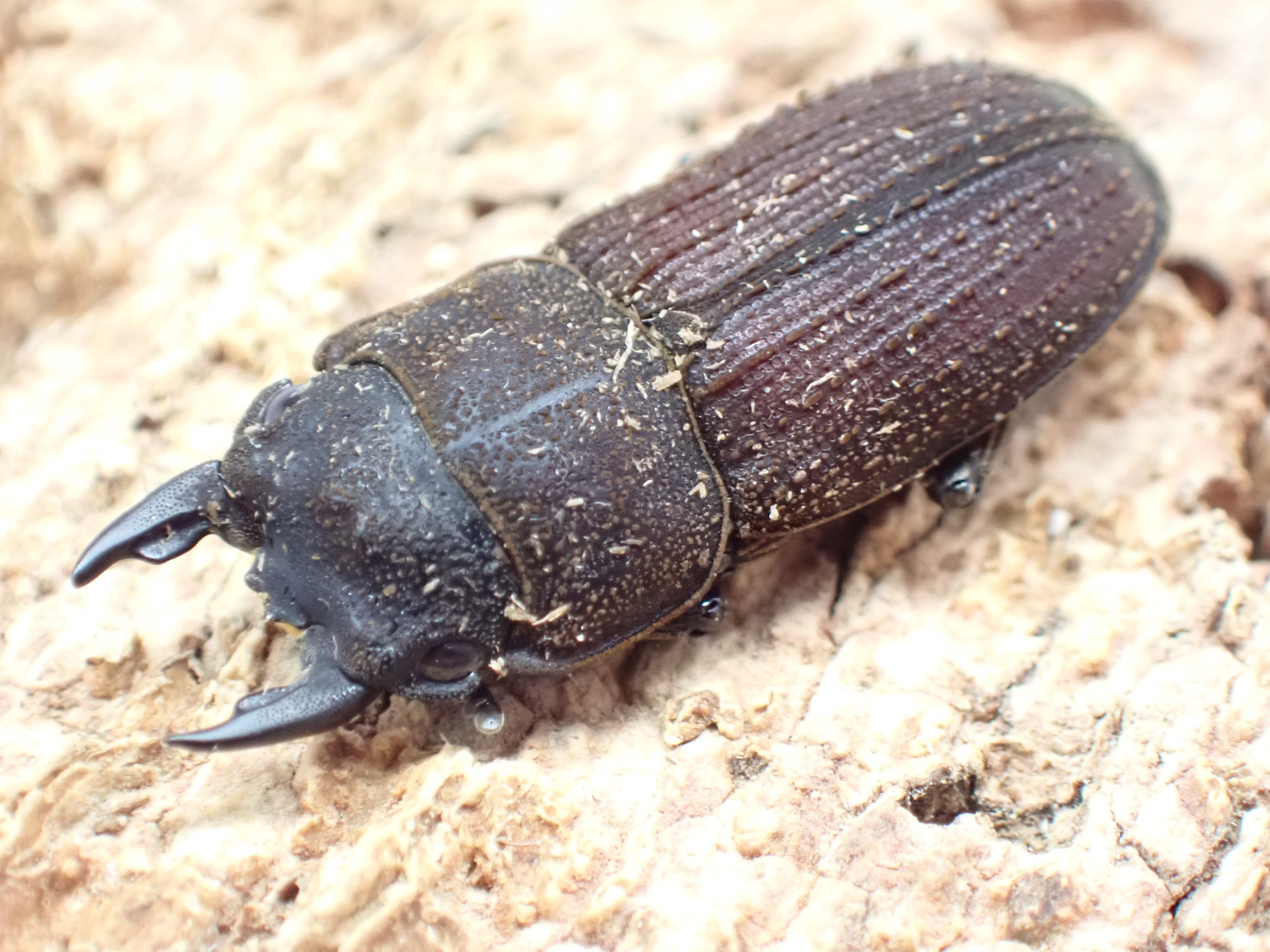 ヤマトサビクワガタ　ペア