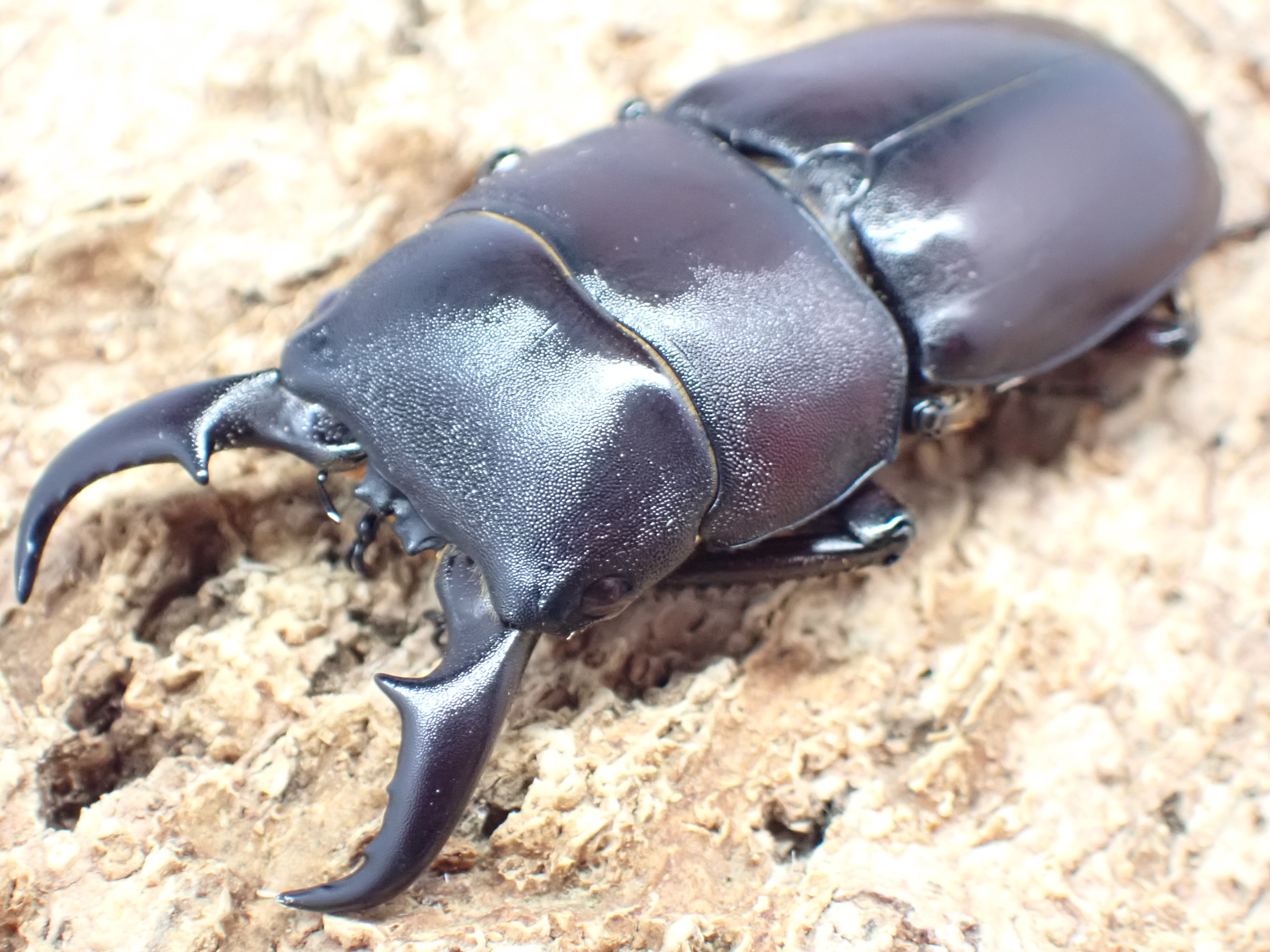 ダイトウヒラタクワガタ　ペア