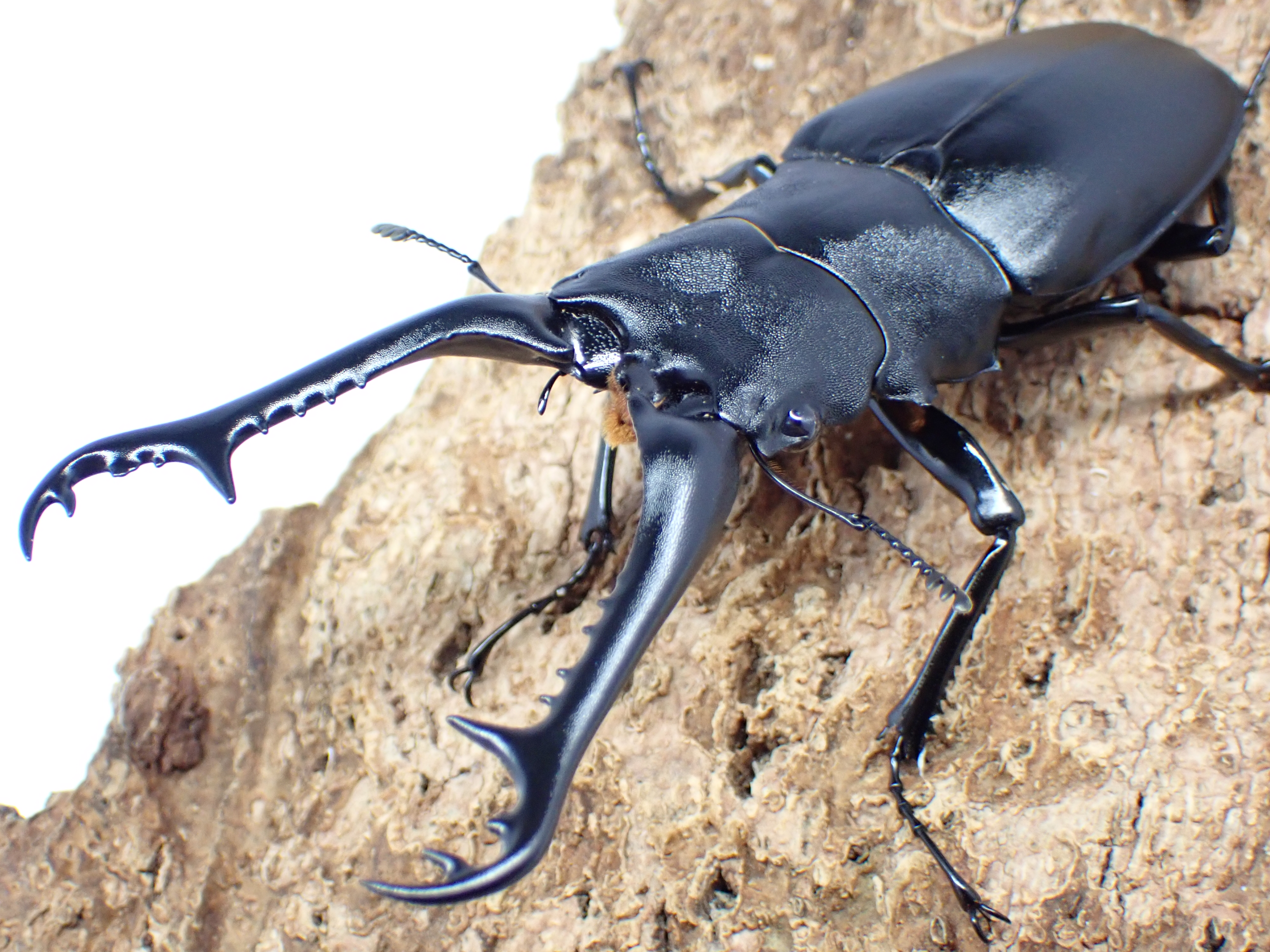 ギラファノコギリクワガタ(ケイスケ)　ペア