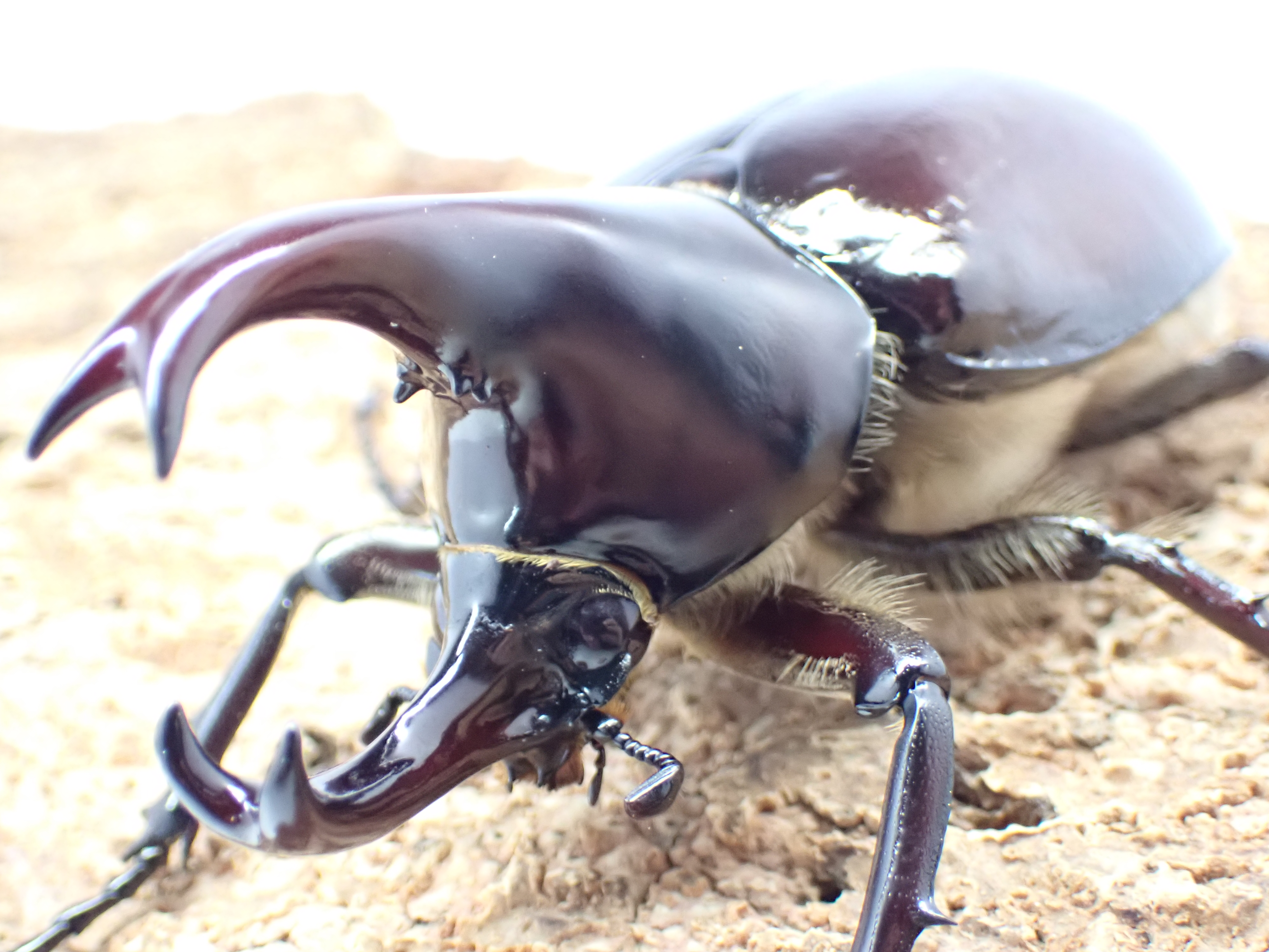 フローレレンシスニセヒメカブト　ペア