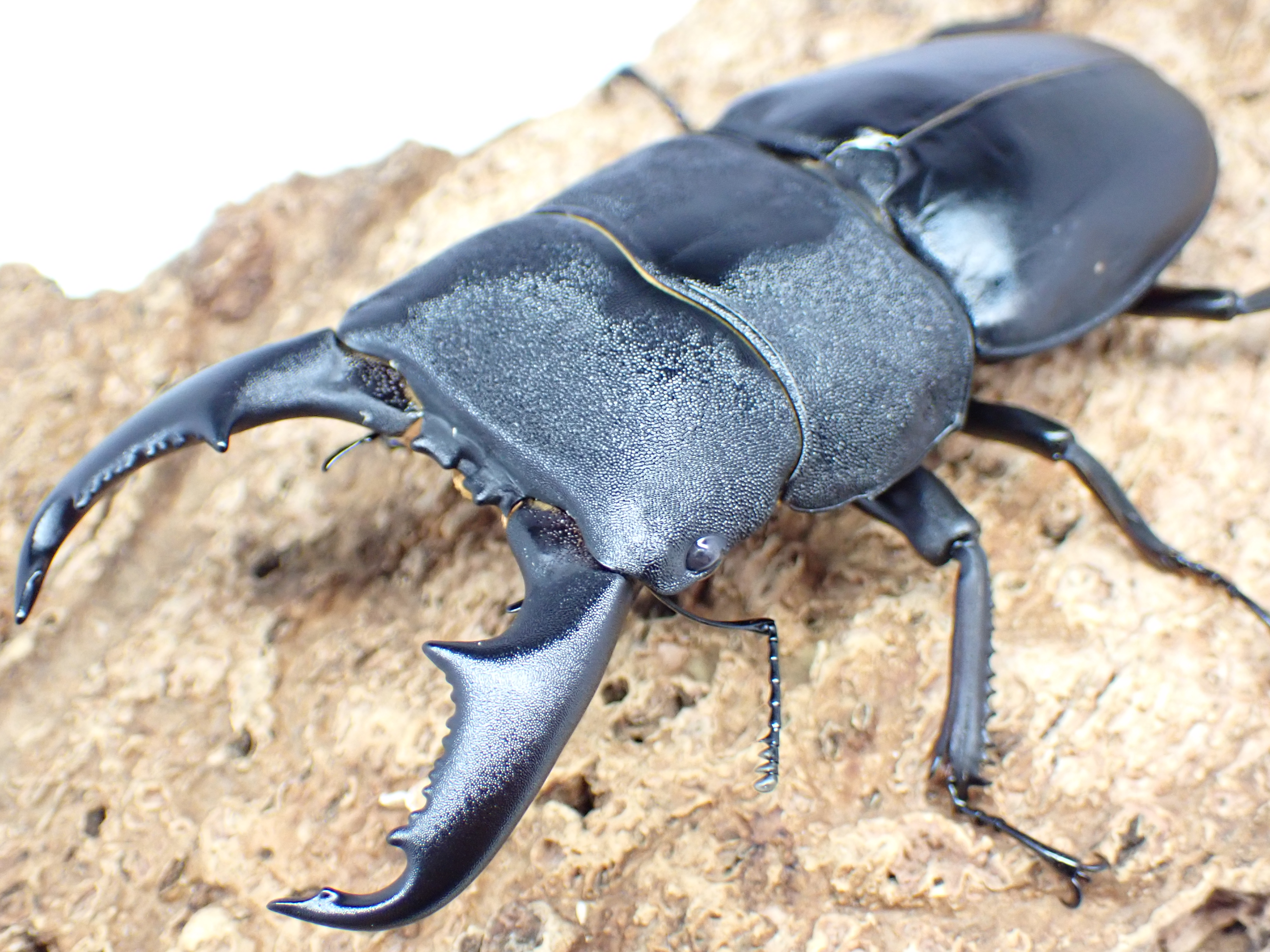 マリンドッケオオヒラタクワガタ(フィリピンヒラタクワガタ)　ペア