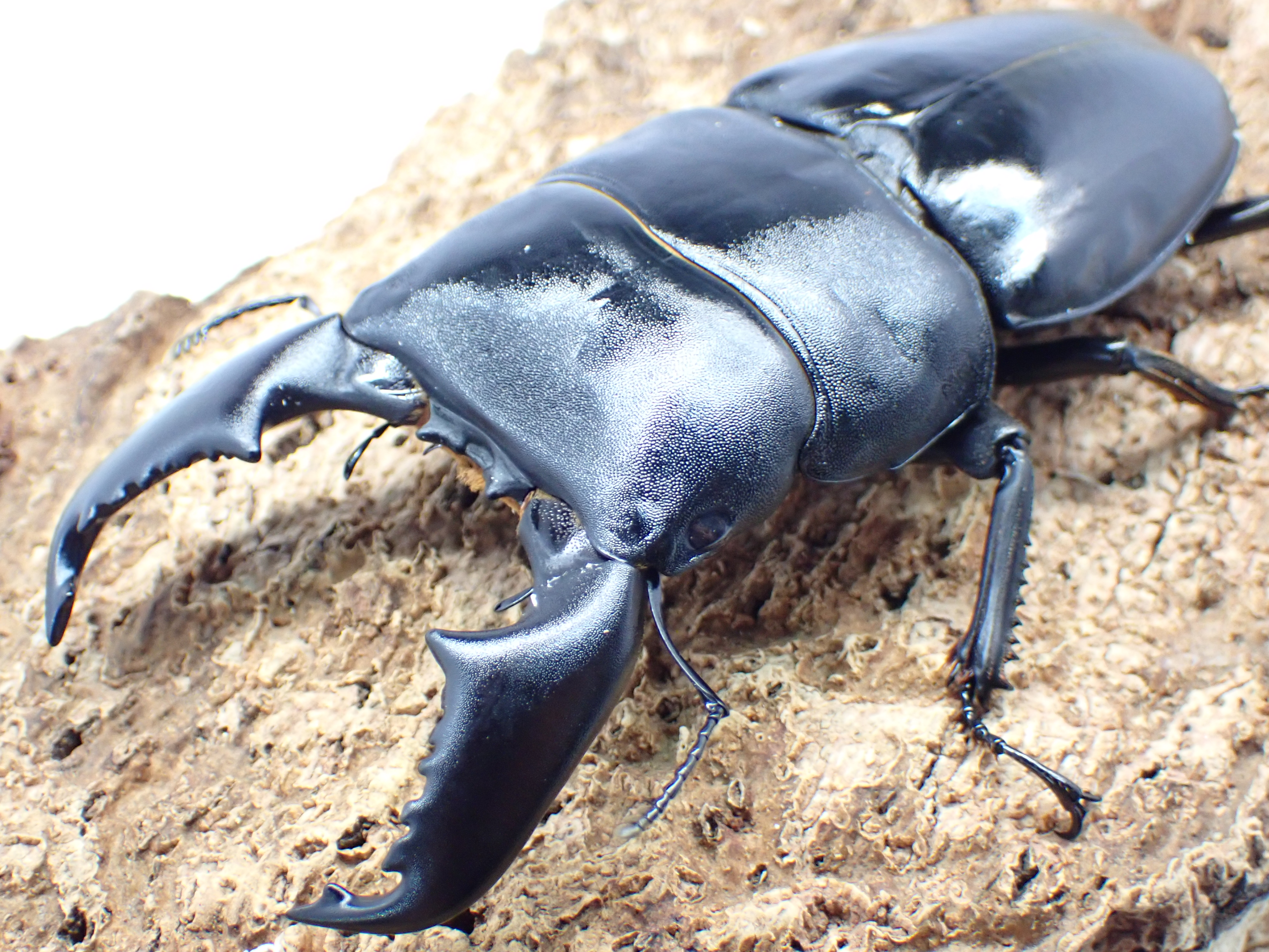 スマトラオオヒラタクワガタ　ペア