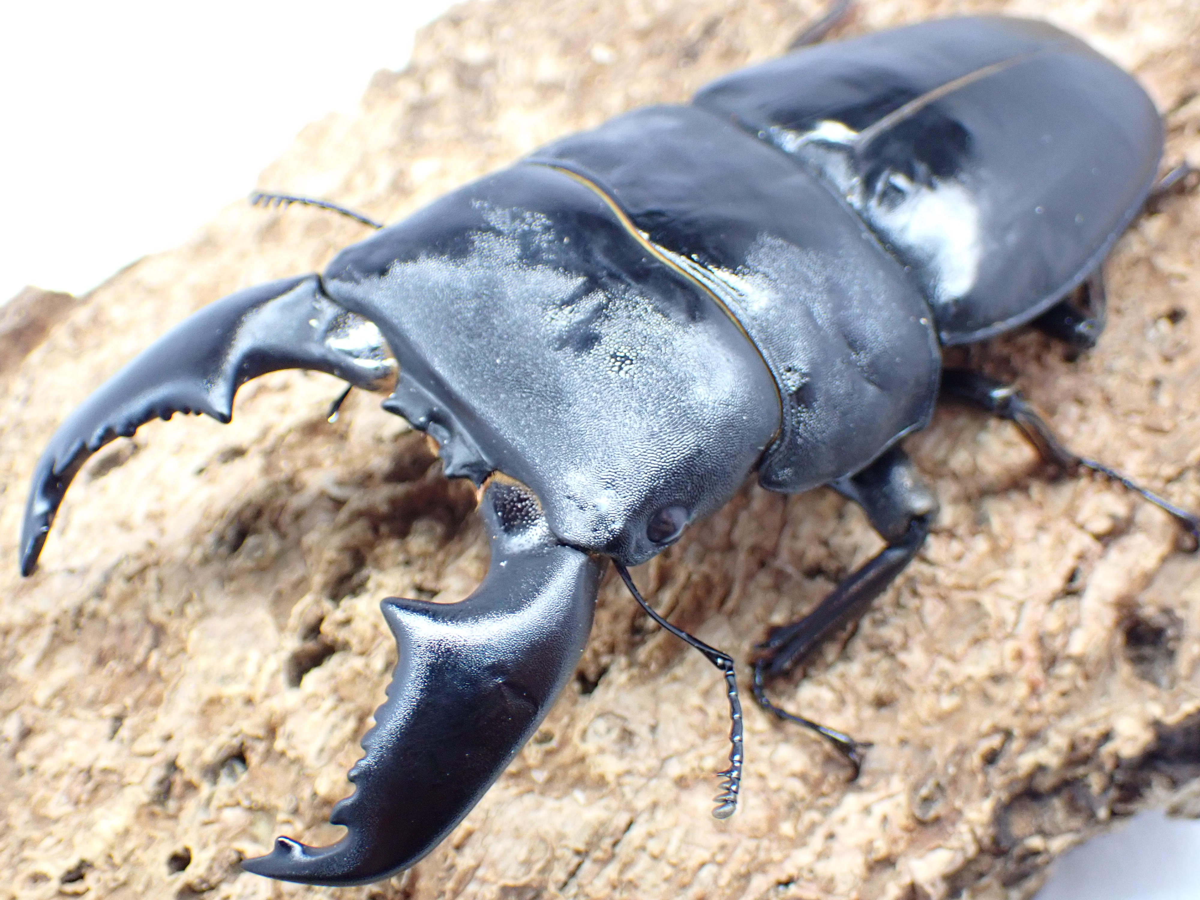 スマトラオオヒラタクワガタ　ペア