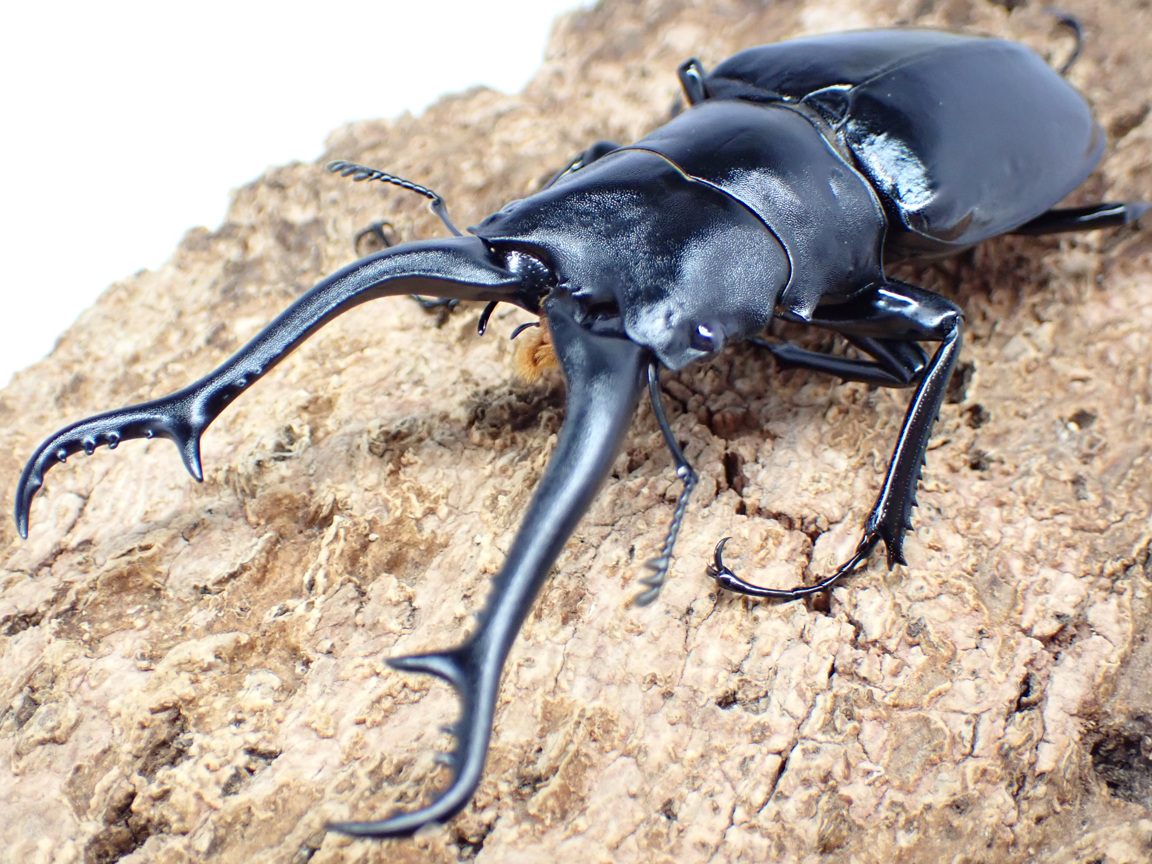 ギラファノコギリクワガタ(マキタ)　ペア