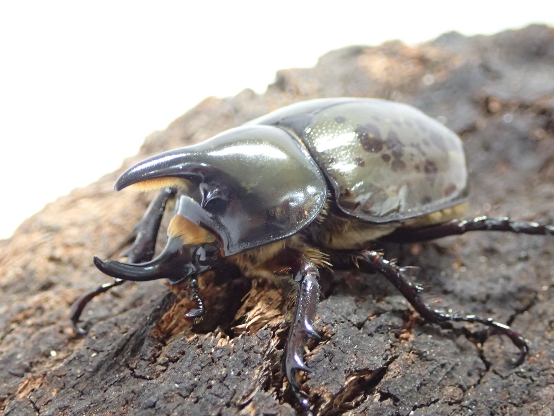 ティティウスシロカブト幼虫