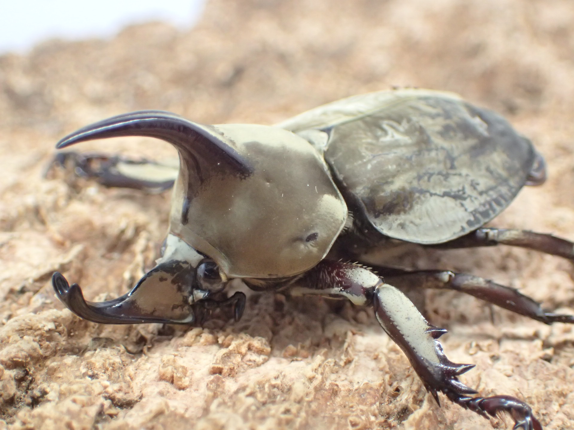 ムニスゼッチビロードヒナカブト(ムニスゼッチコフキカブト)　ペア