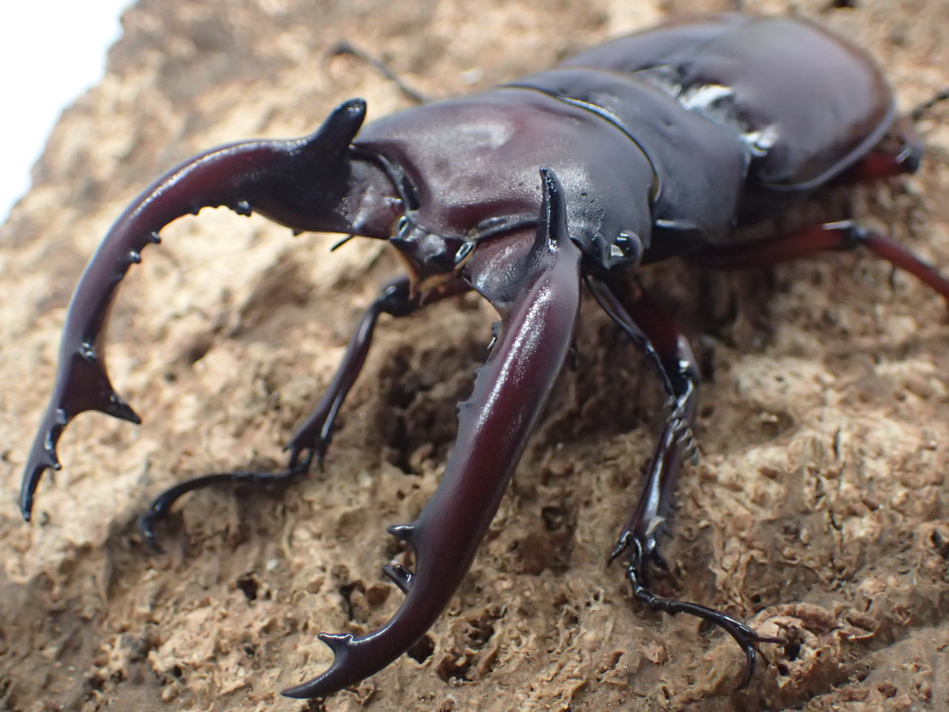 フォルスターフタマタクワガタ(ニシ)　メス単品