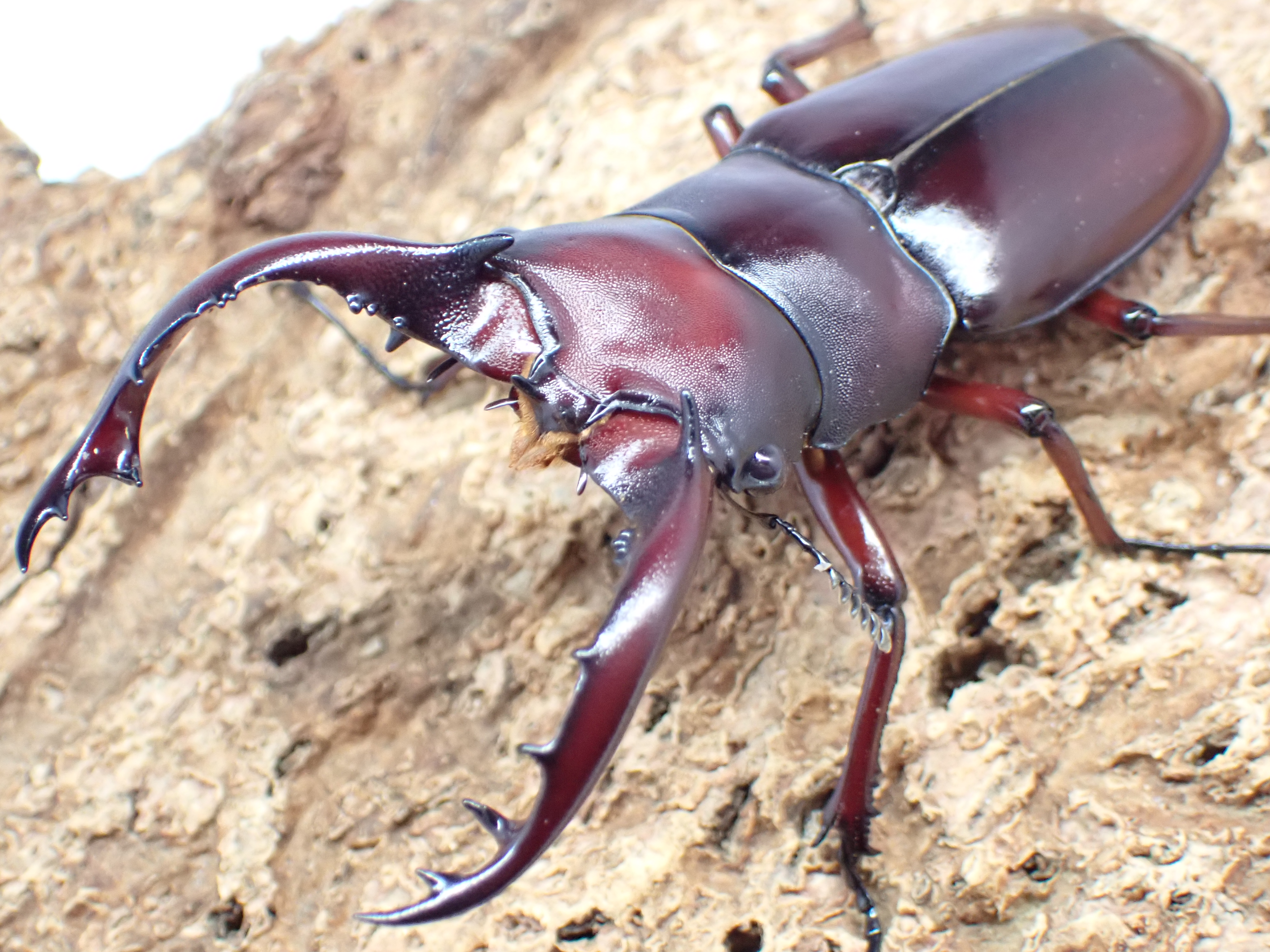 フォルスターフタマタクワガタ(ニシ)　ペア