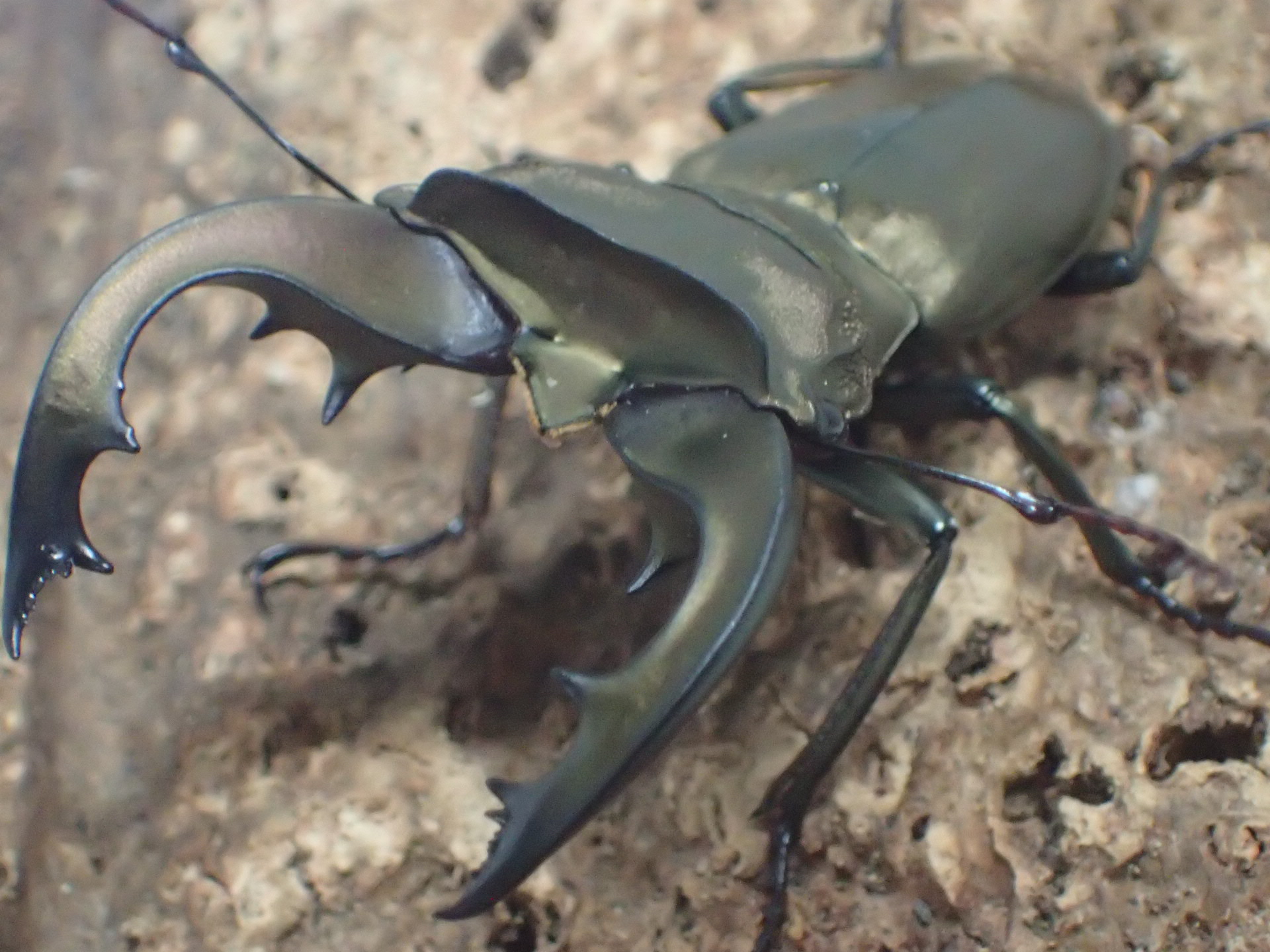スペキオススホソアカクワガタ(anepsius)　オス単品