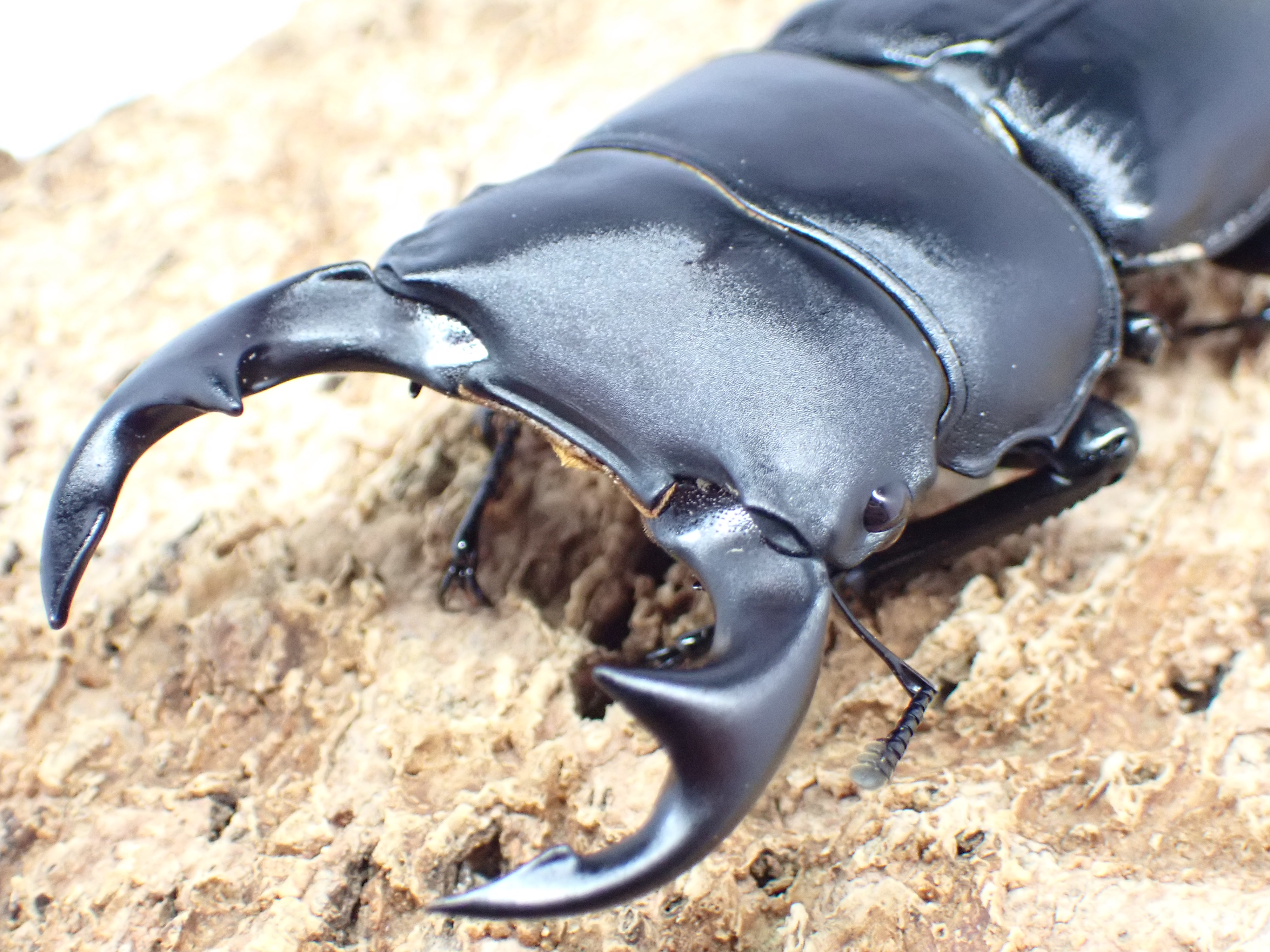 国産オオクワガタ　ペア